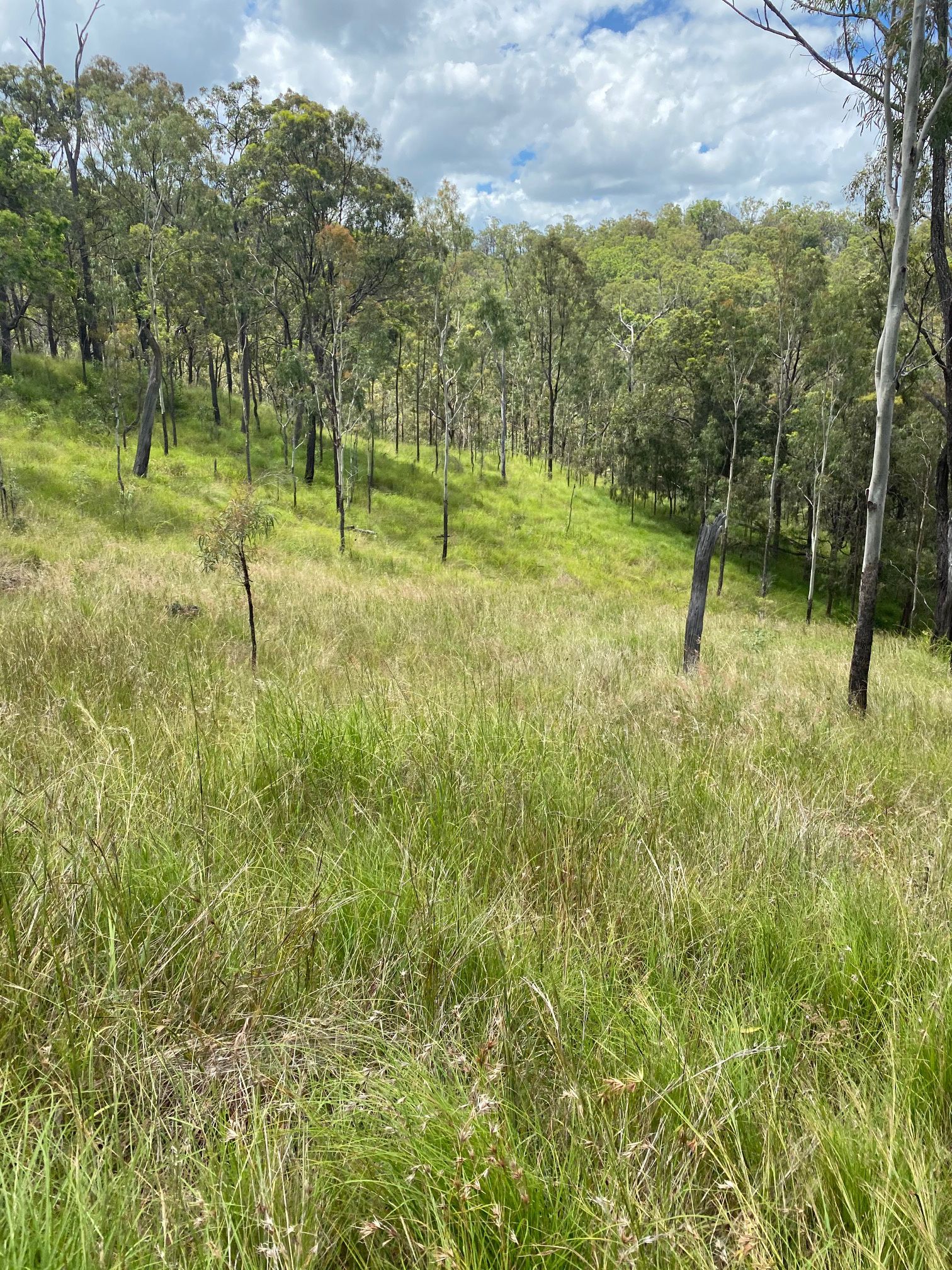 Ray White Rural Queensland