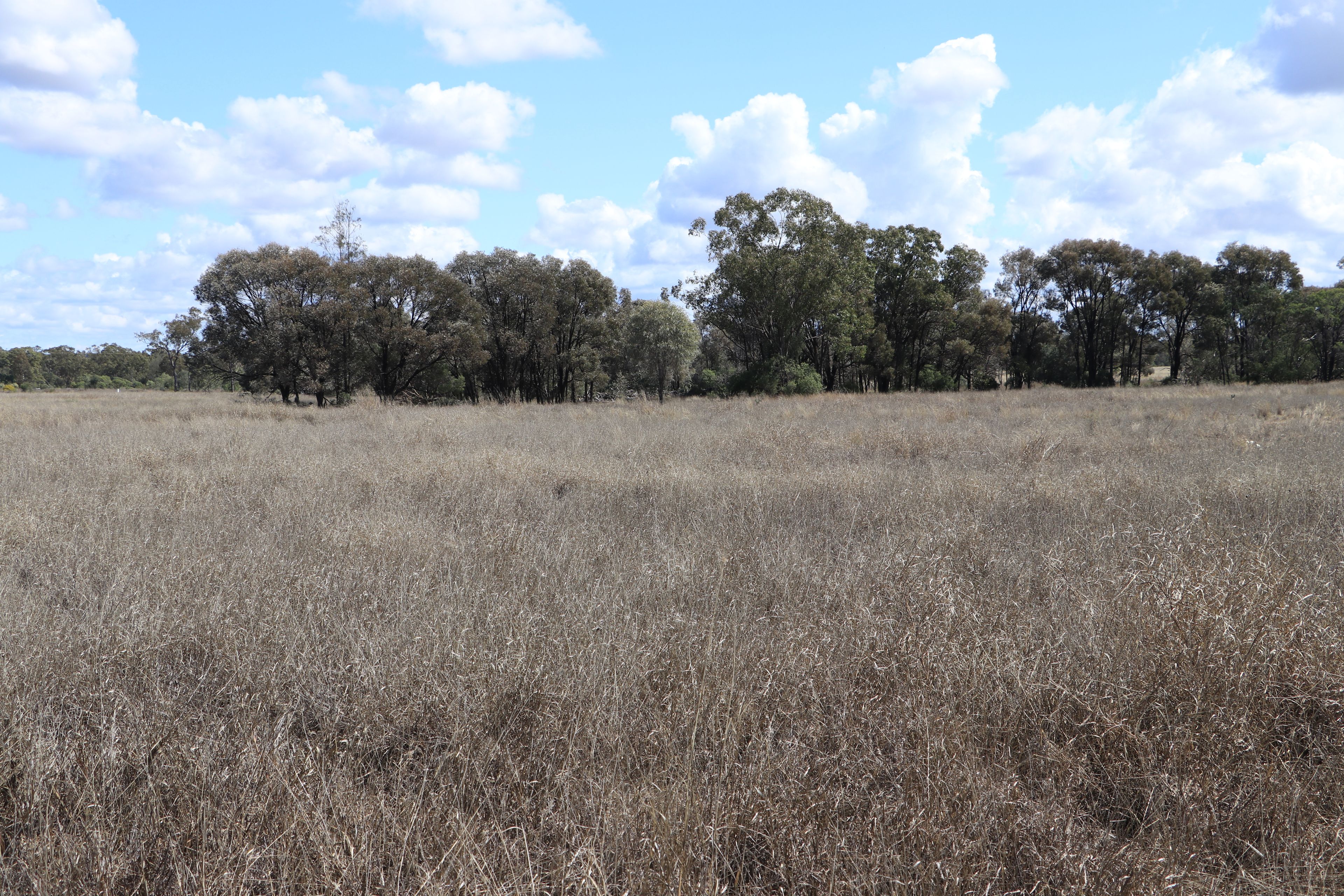 0 Raslie Road, Wallumbilla, QLD 4428