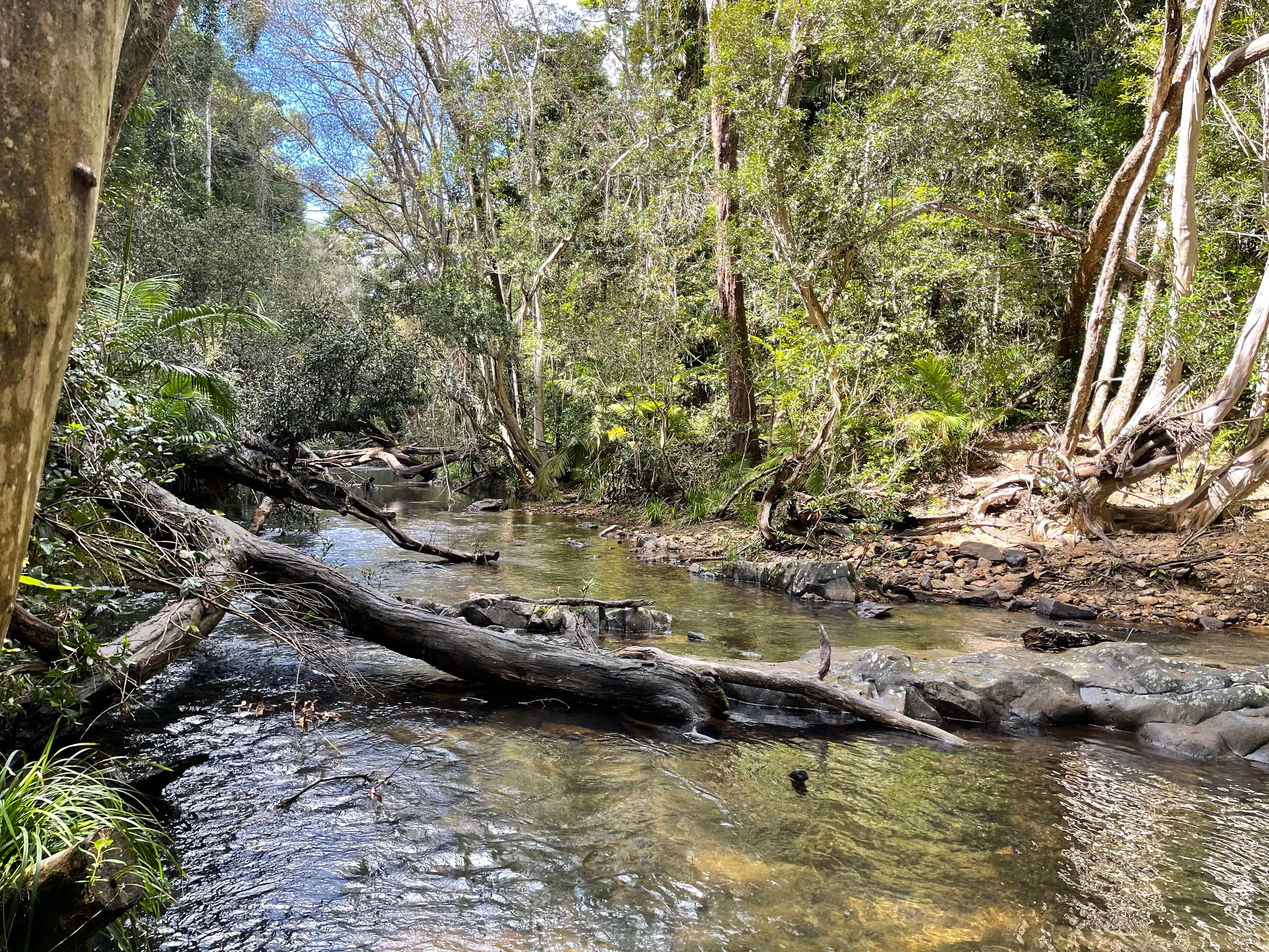 242 Ganyan Drive, Speewah QLD 4881