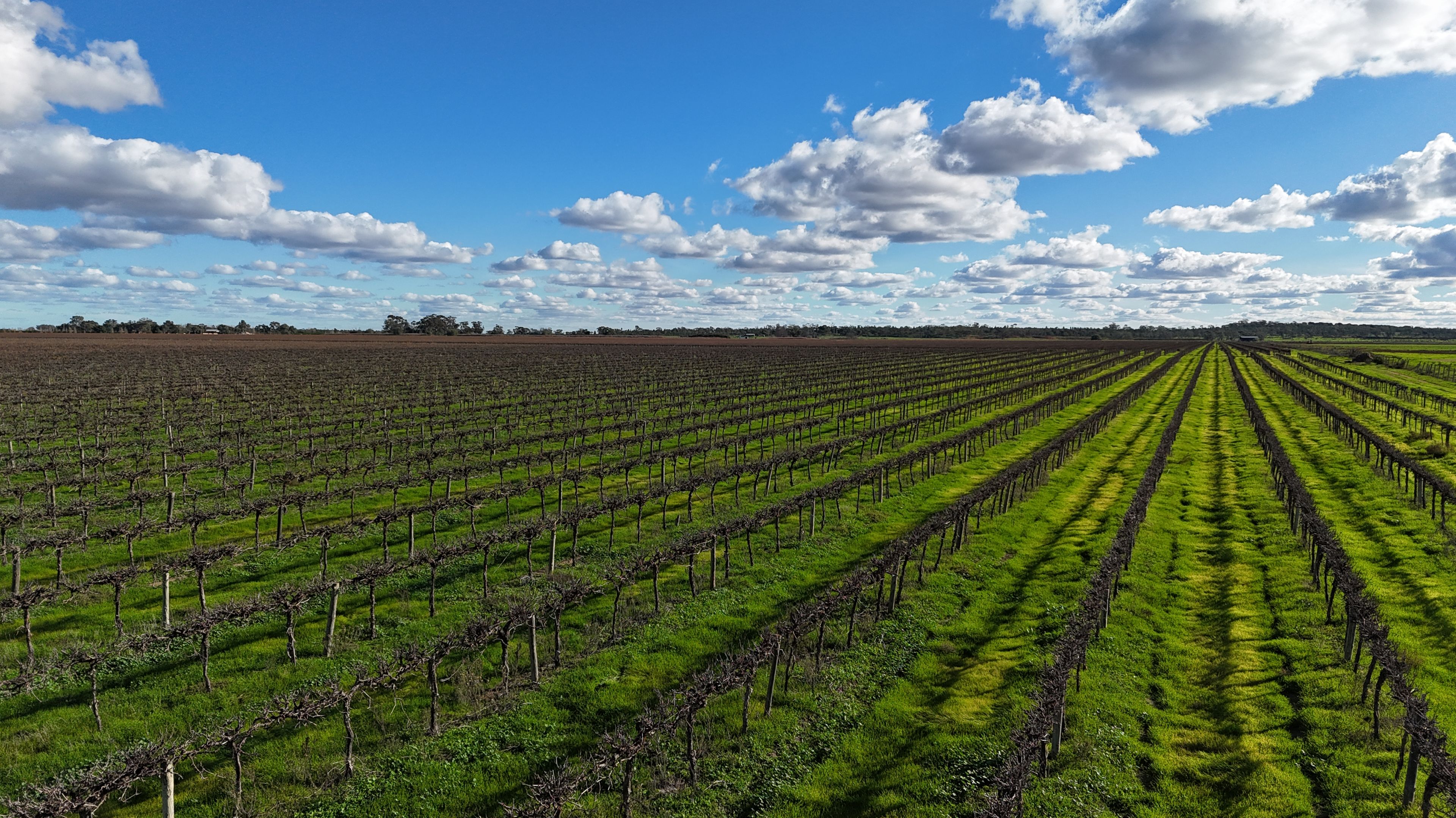 White Road Vineyard Aggregation — photo 9 of 11