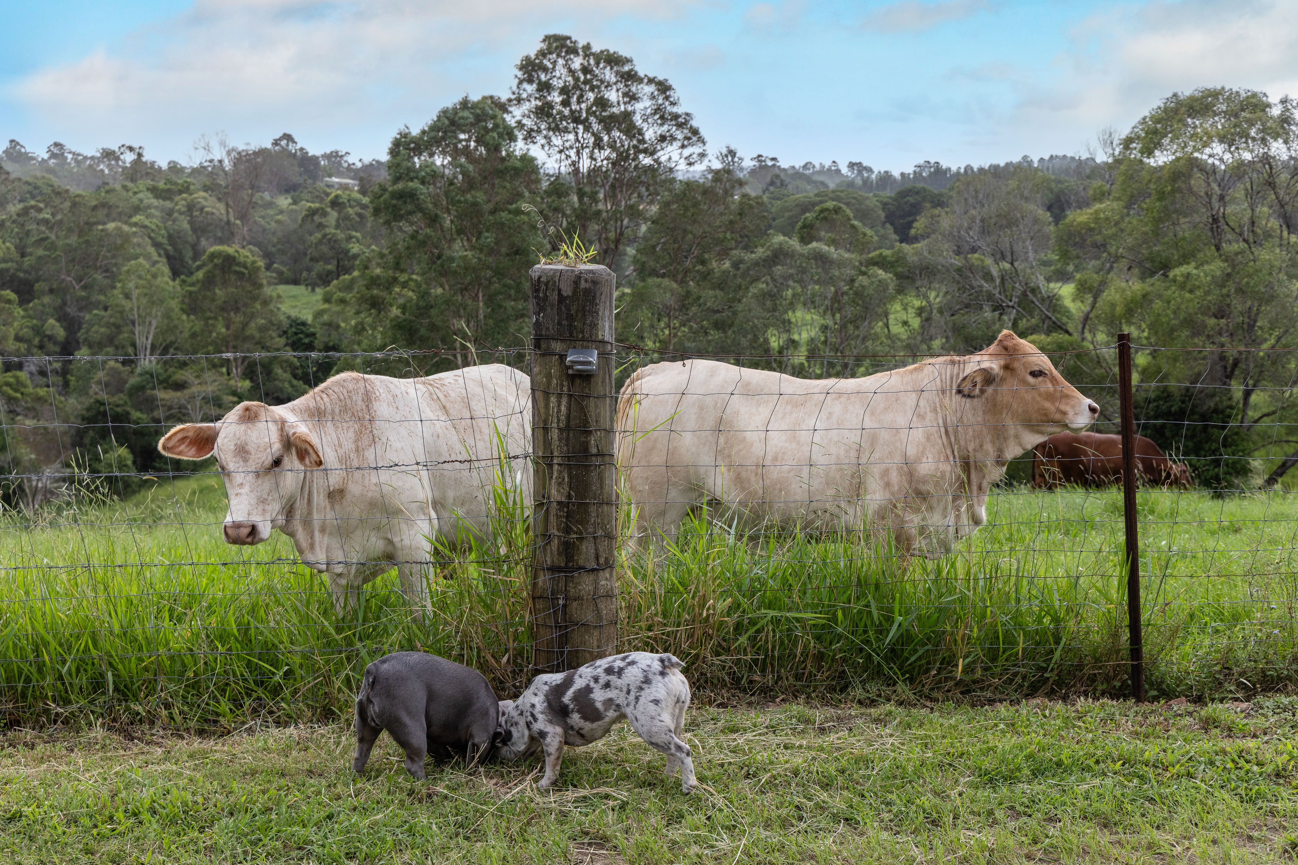 33 acre Hinterland Lifestyle Retreat — photo 17 of 17