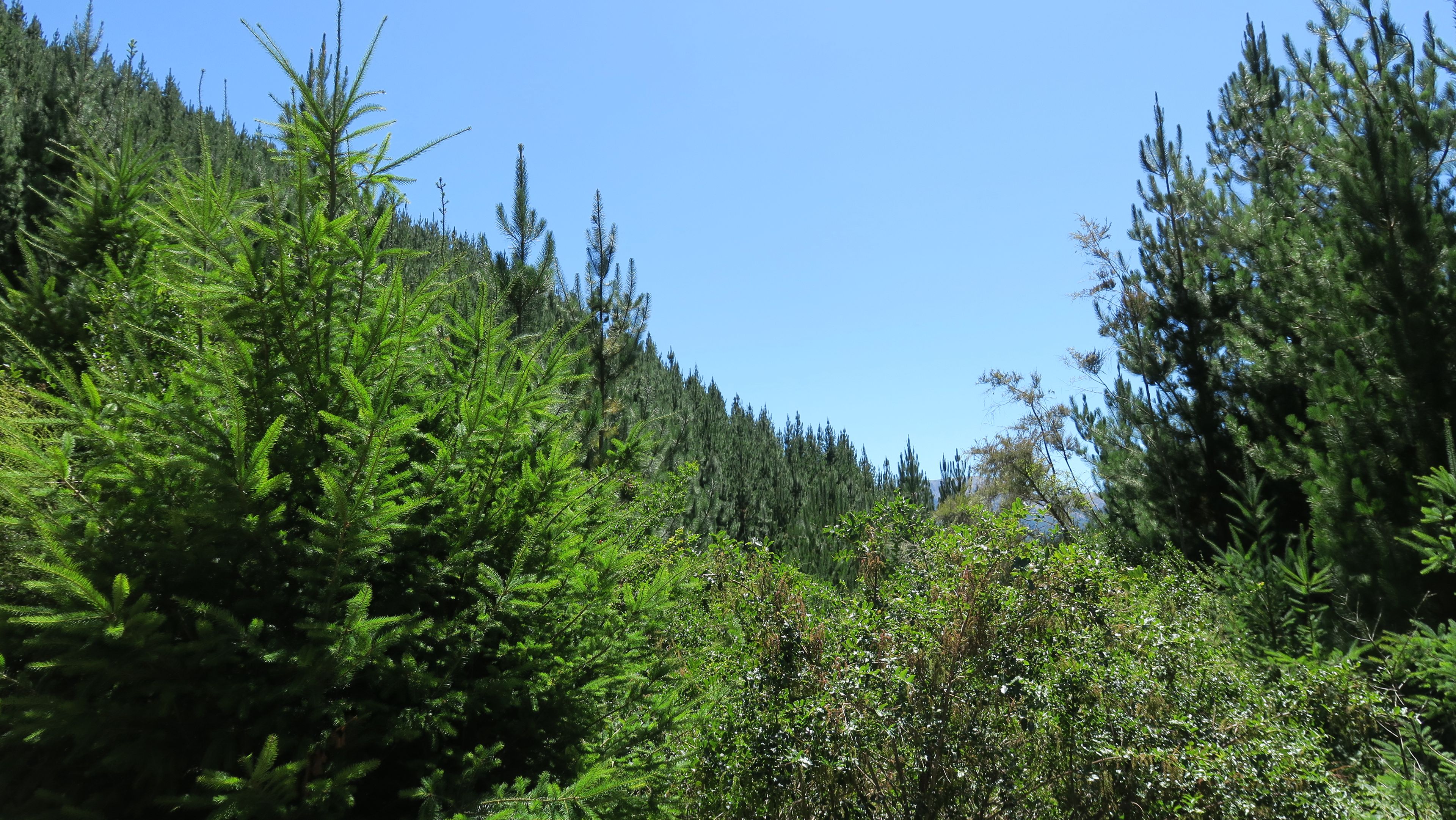 6555 State Highway 63, Wairau Valley, Marlborough District 7271 Rural