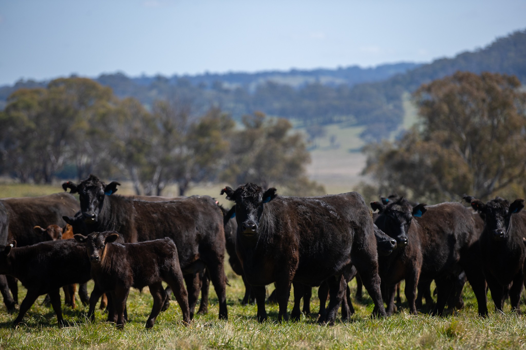 'Brucelyn & Mt Emby' 453 & 504 Moredun Road, Ben Lomond, NSW 2365