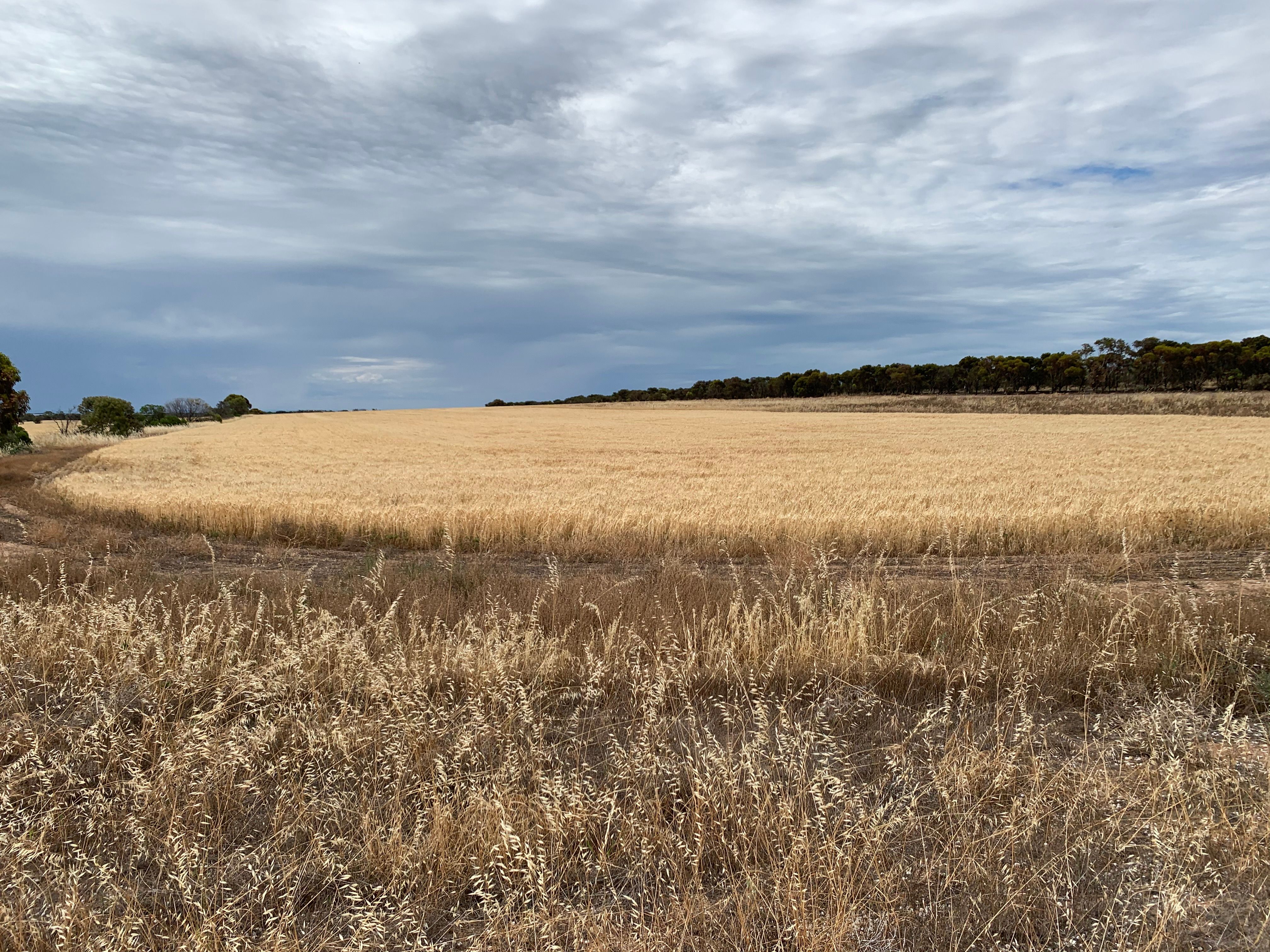 Lot 8 Chapman Road, Moonta Bay, SA 5558
