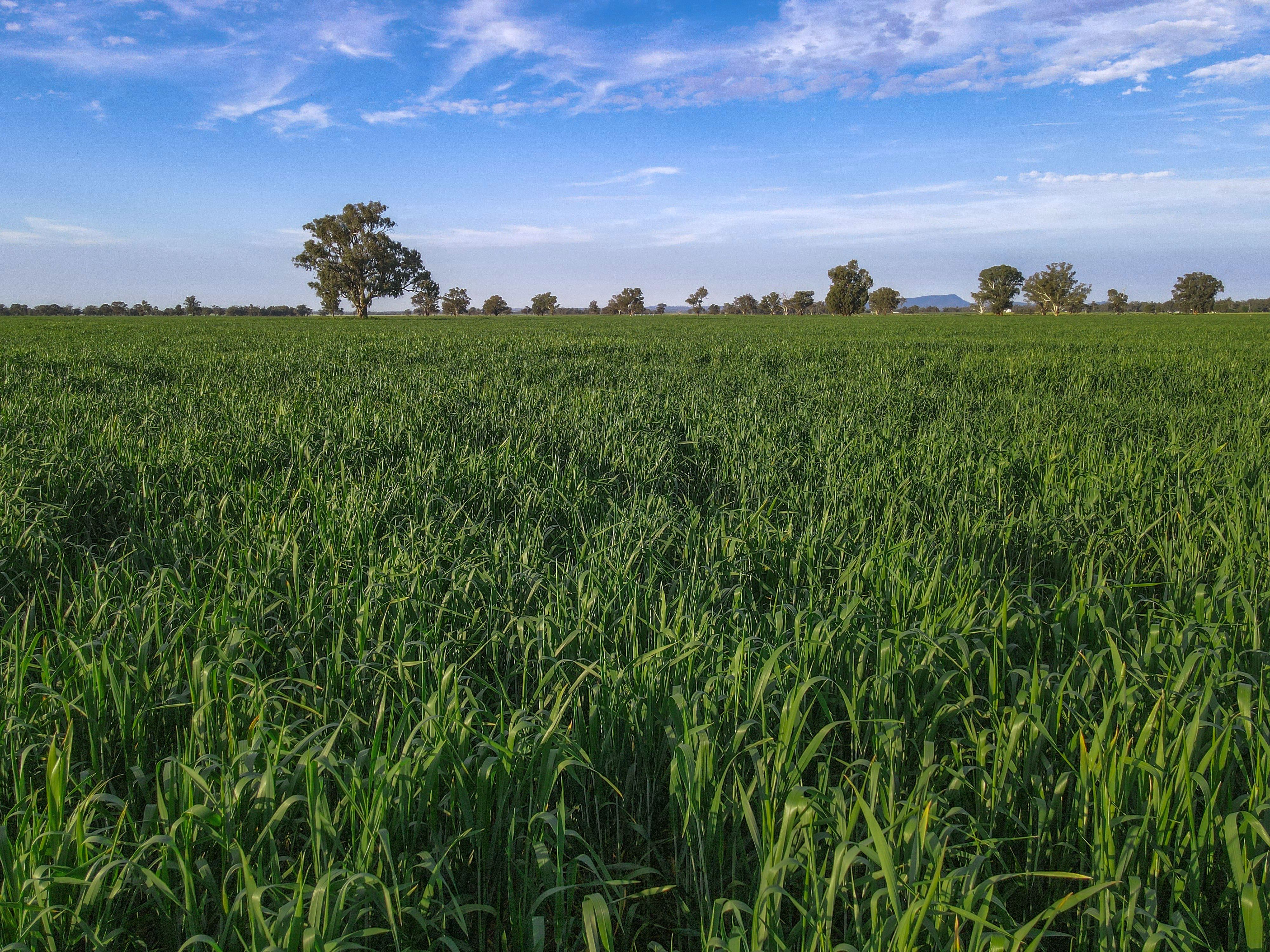 11025 "Lima" The Escort Way, Forbes, NSW 2871