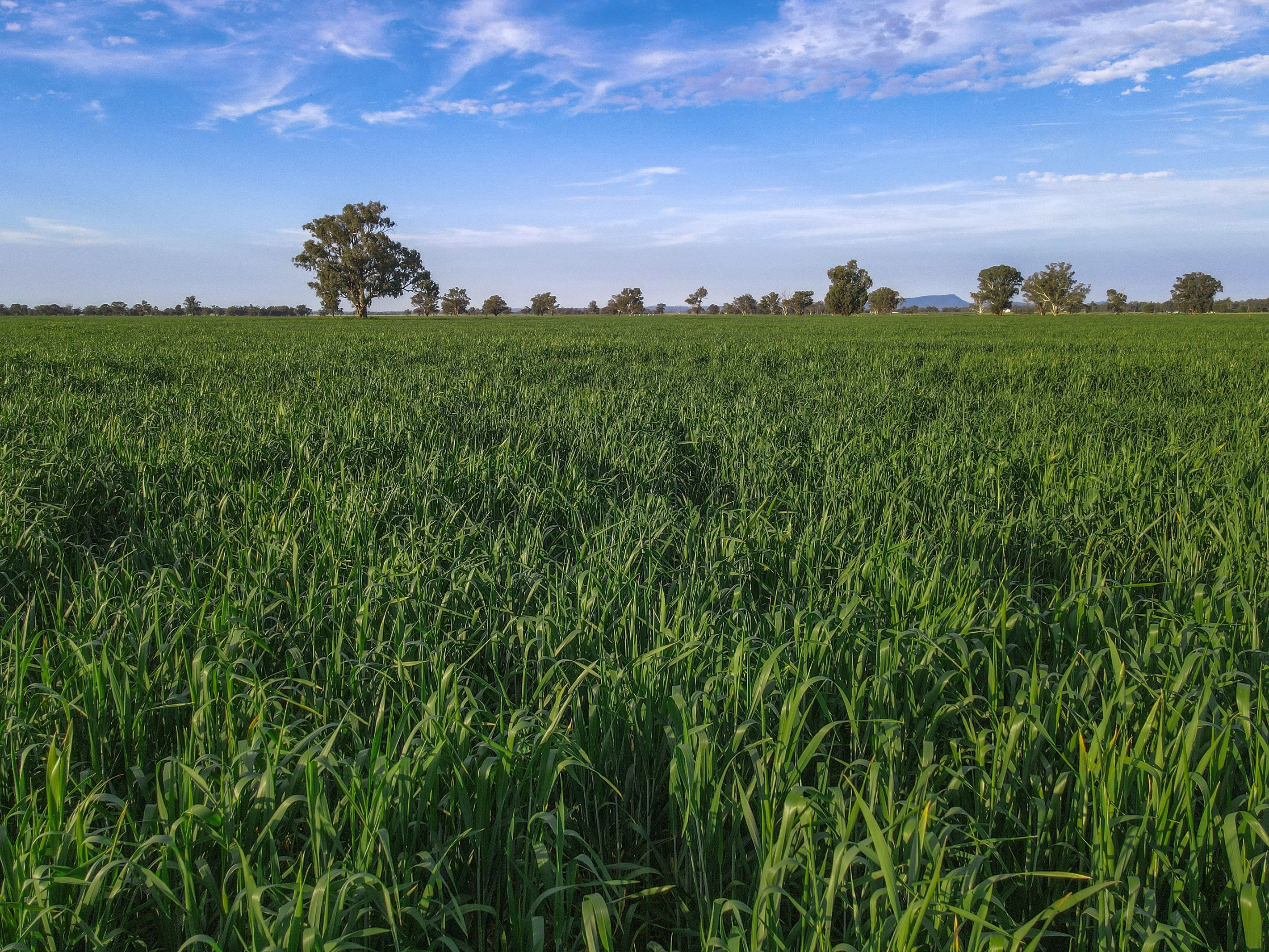 11025 "Lima" The Escort Way, Forbes, NSW 2871