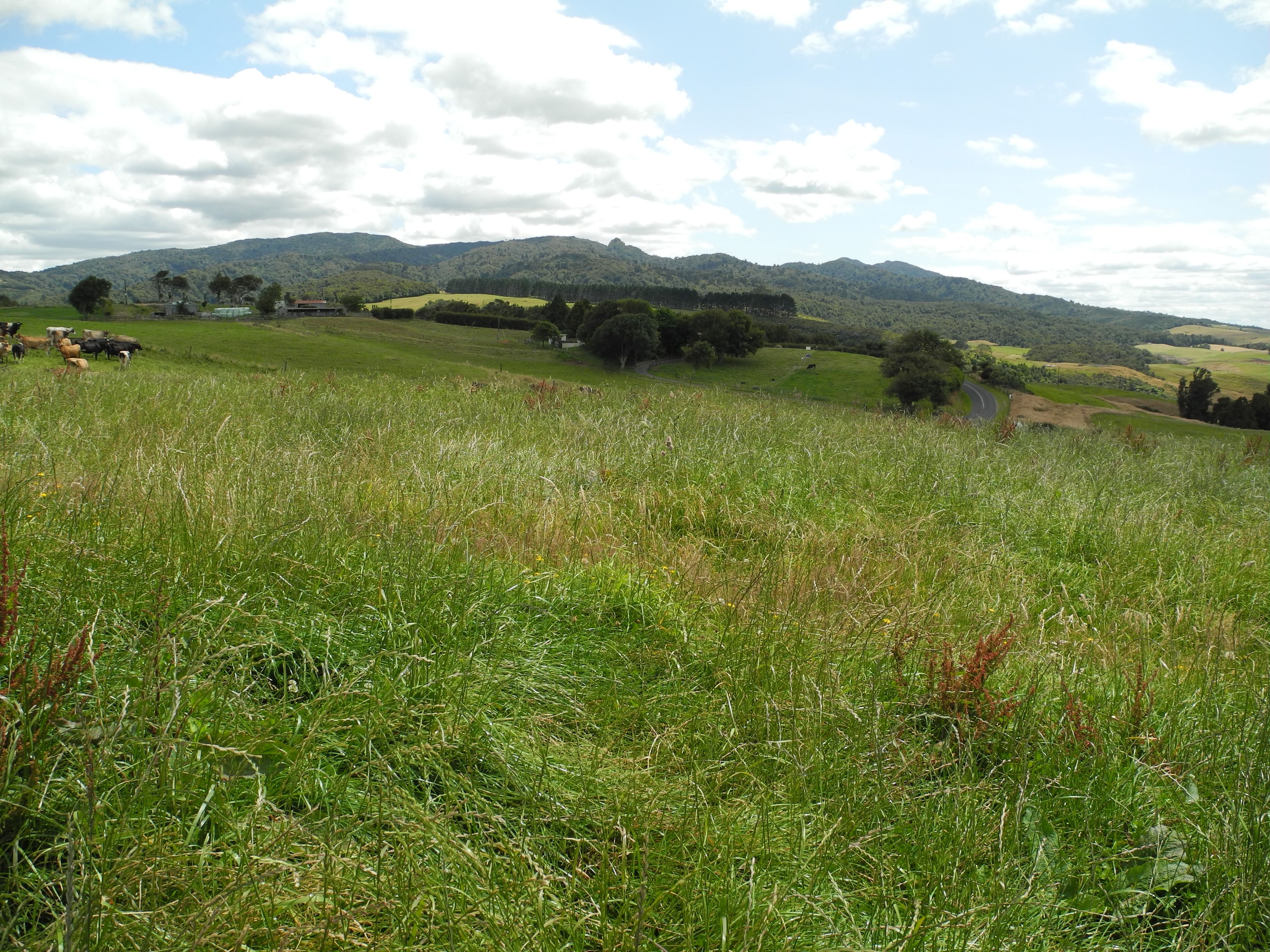 Lot 2 Pekanui Road, Pirongia, Waipa District