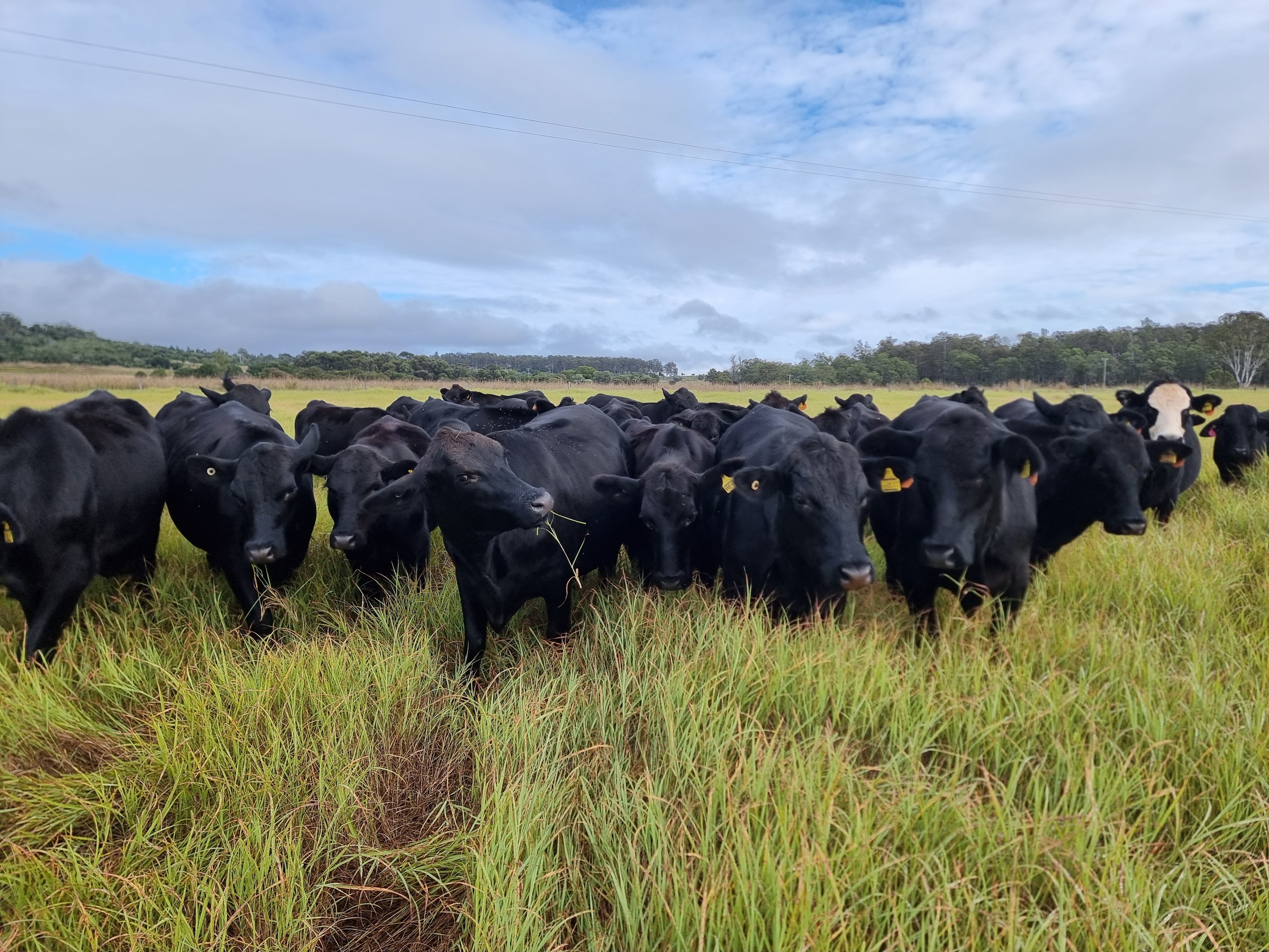 Lot 53 Back Creek Road, Stalworth, QLD 4613