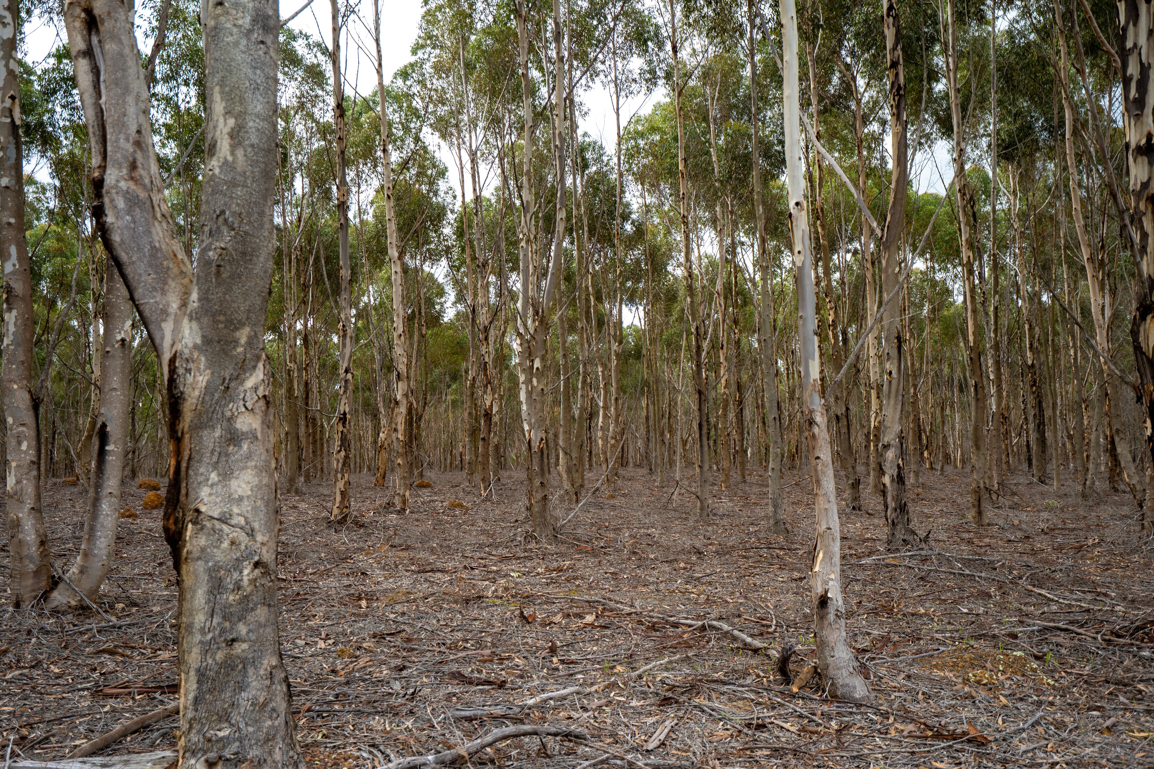 Lot 1895 Pallinup River Estate — photo 19 of 30