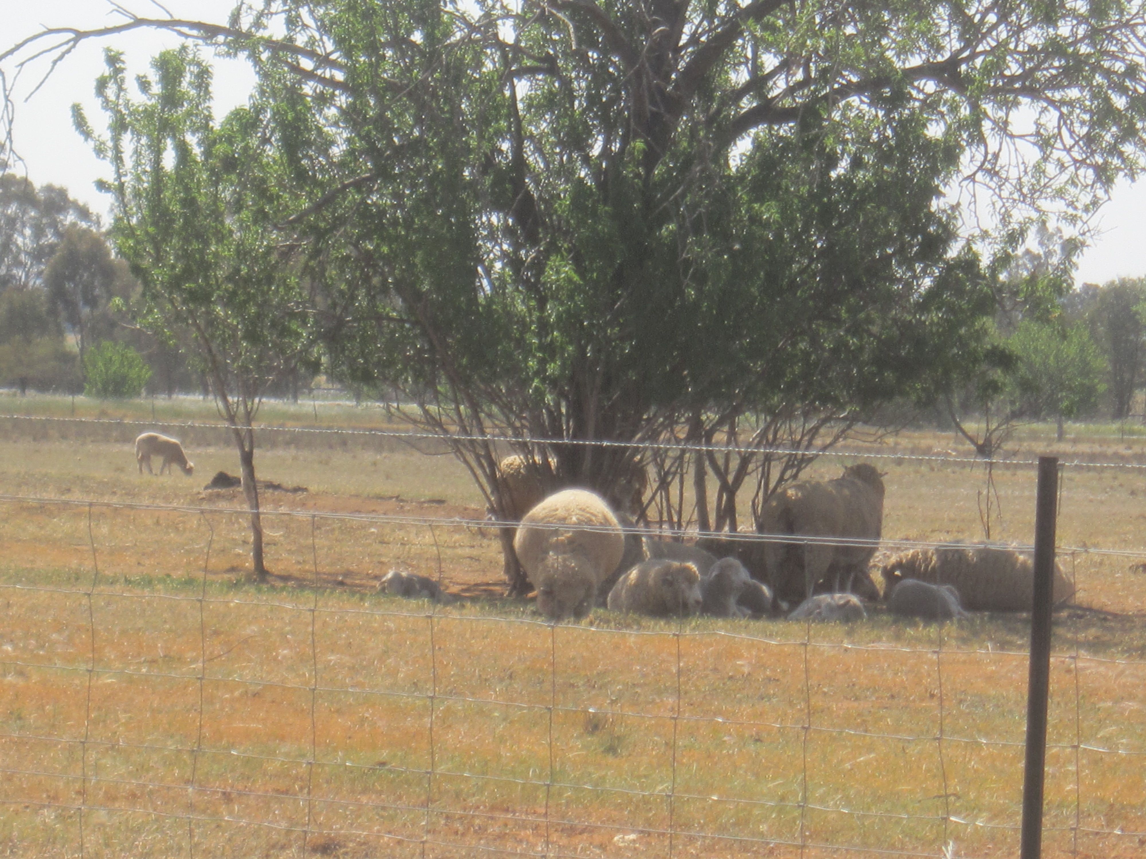 41 Lime Street, Marrar, NSW 2652