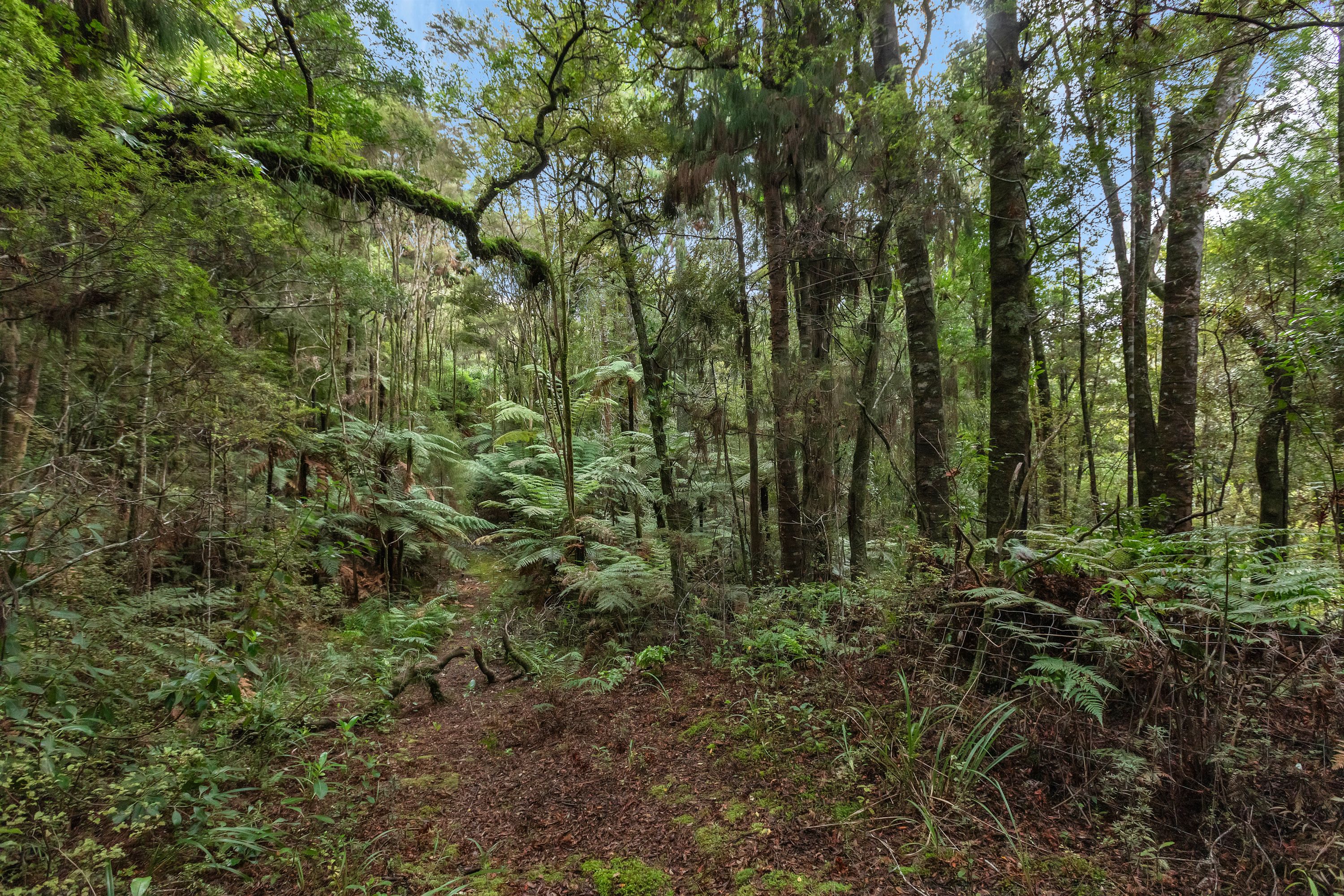 255 Pigs Head Road, Whakapara, Whangarei District