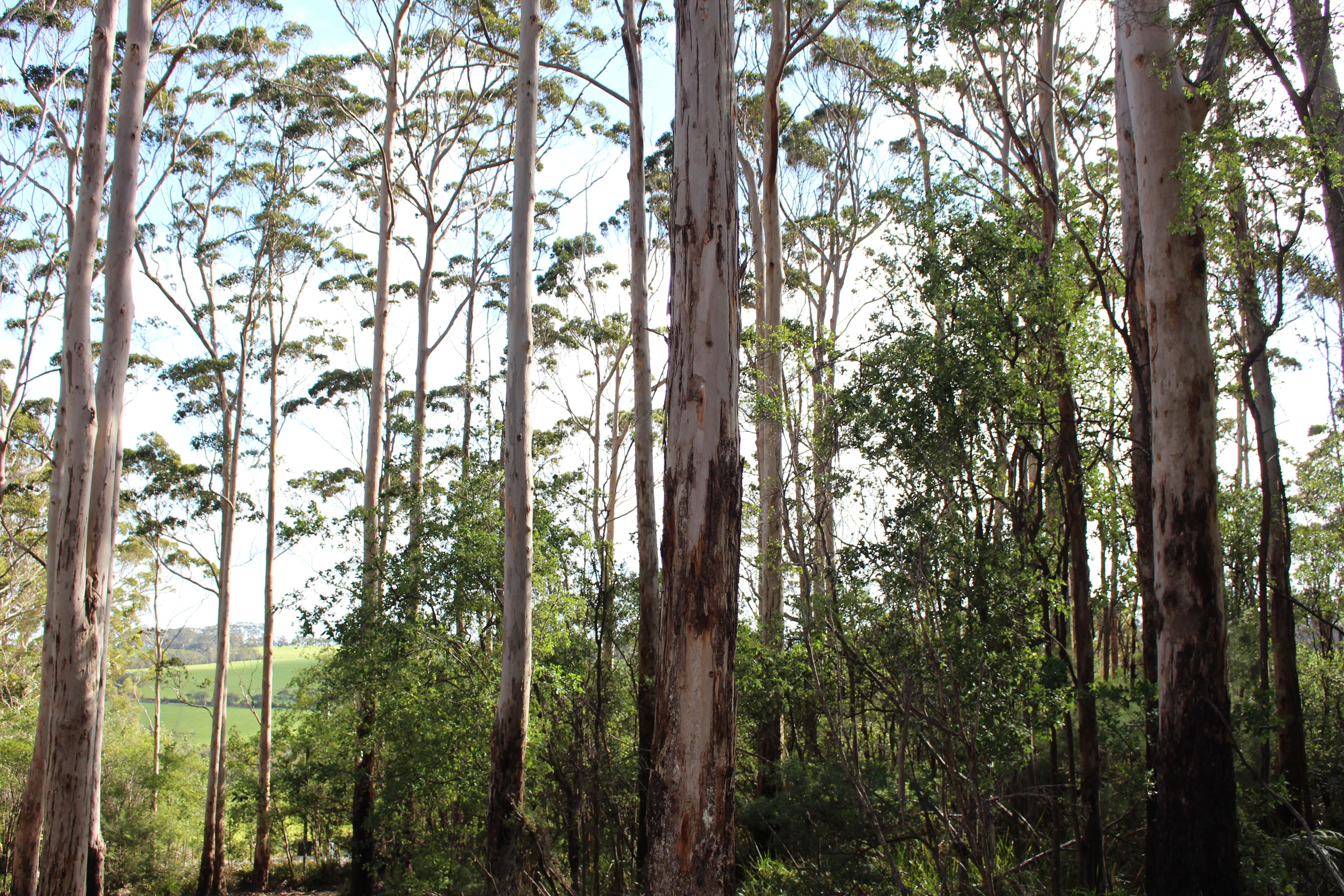 44 Middleton Close, Denmark, WA 6333