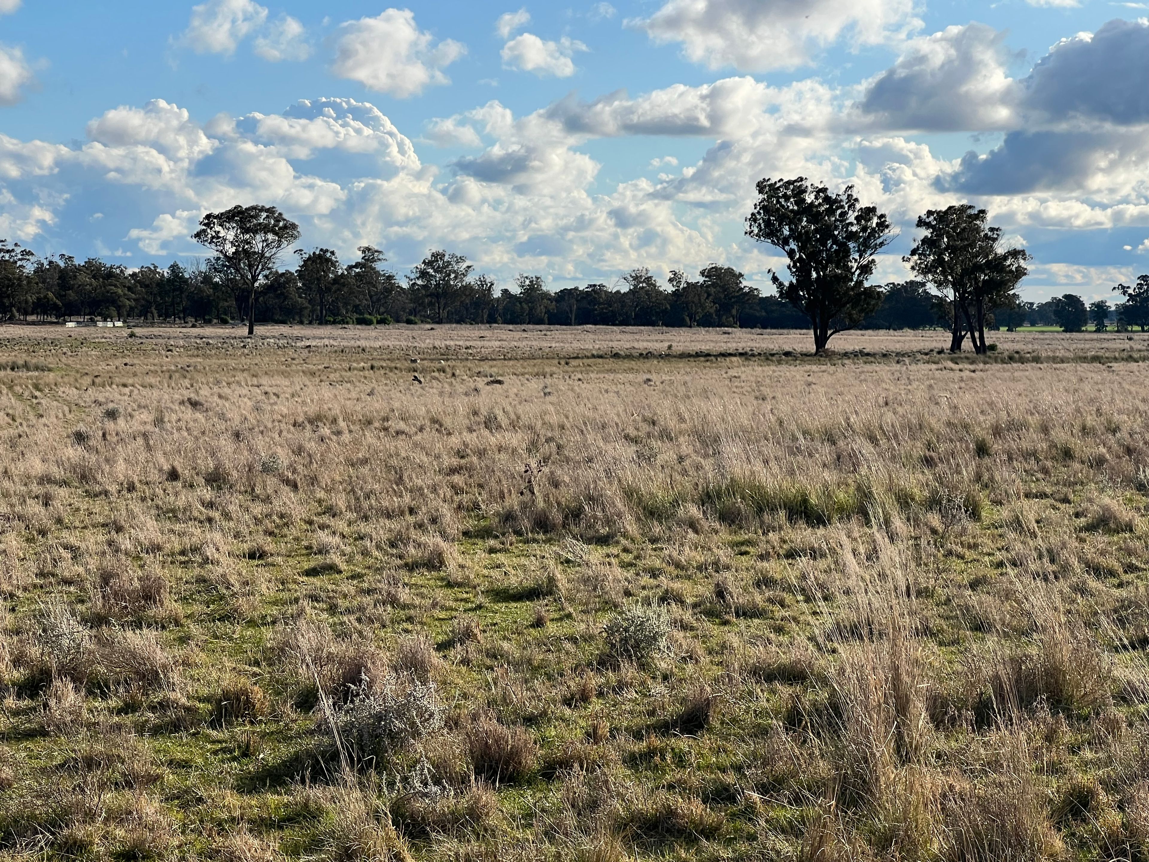 Fourways Uphills Road, Forbes, NSW 2871