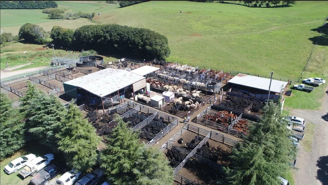 Dorrigo Livestock Saleyards, Dorrigo, NSW 2453