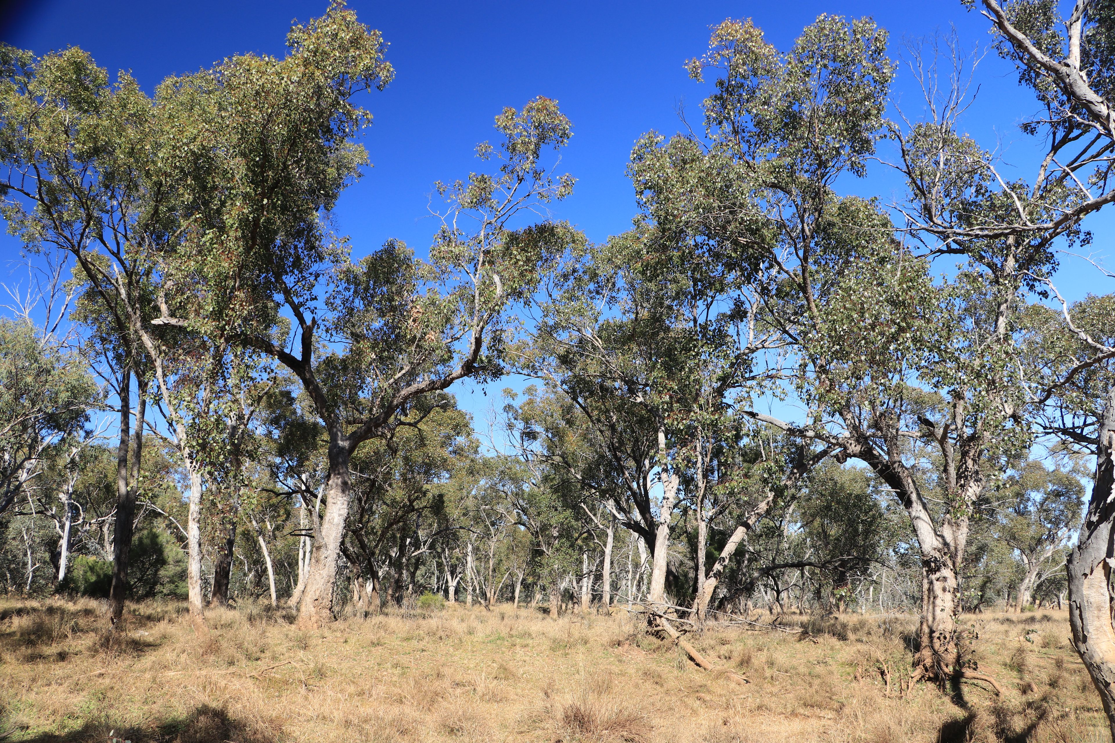 1100 Rocky Rd Sommariva Via, Morven, QLD 4468