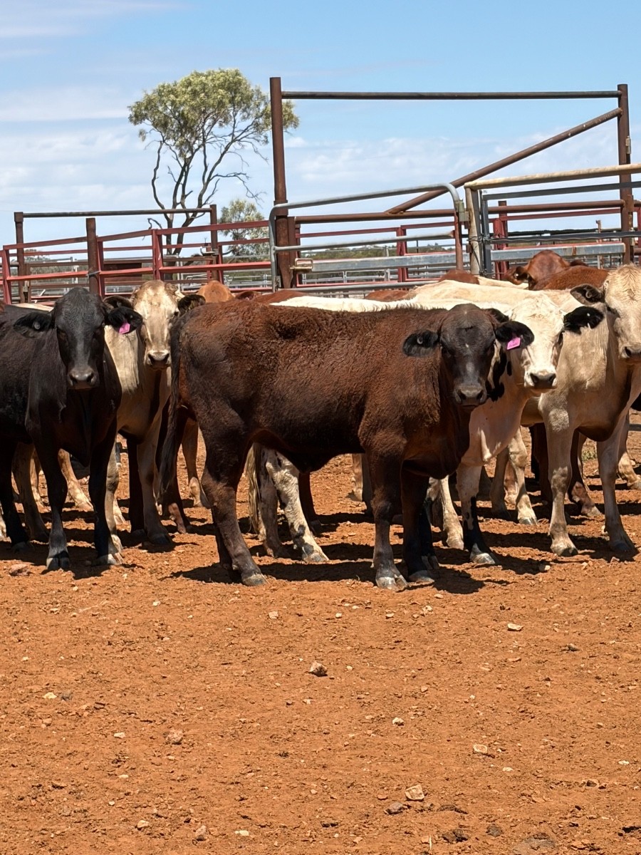 Longreach, QLD 4730
