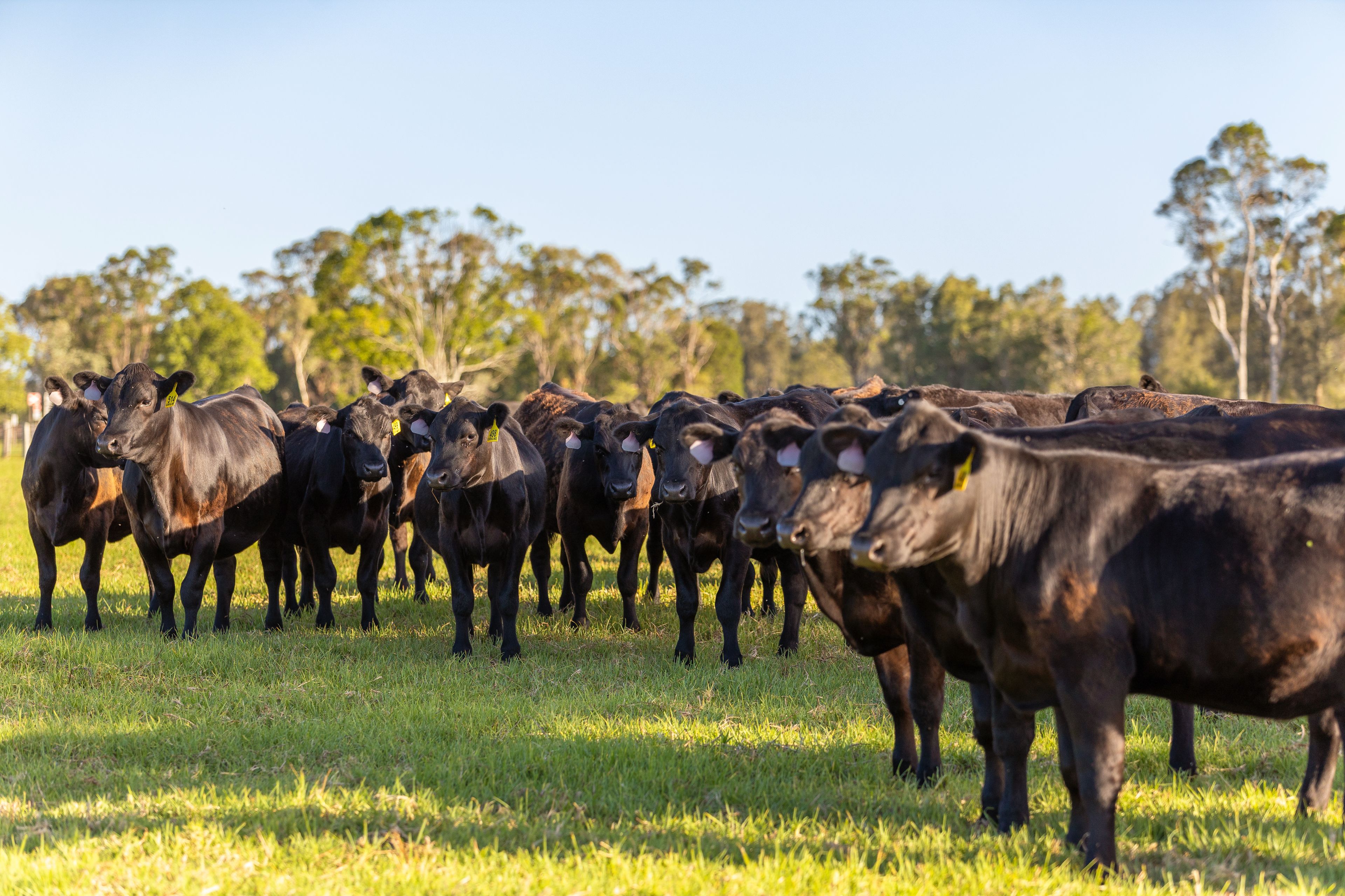 115 Henrys Lane, Moorland, NSW 2443