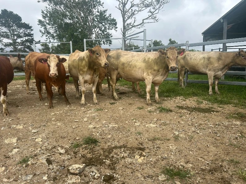 Jackson Agriculture, Brooklana, NSW 2450