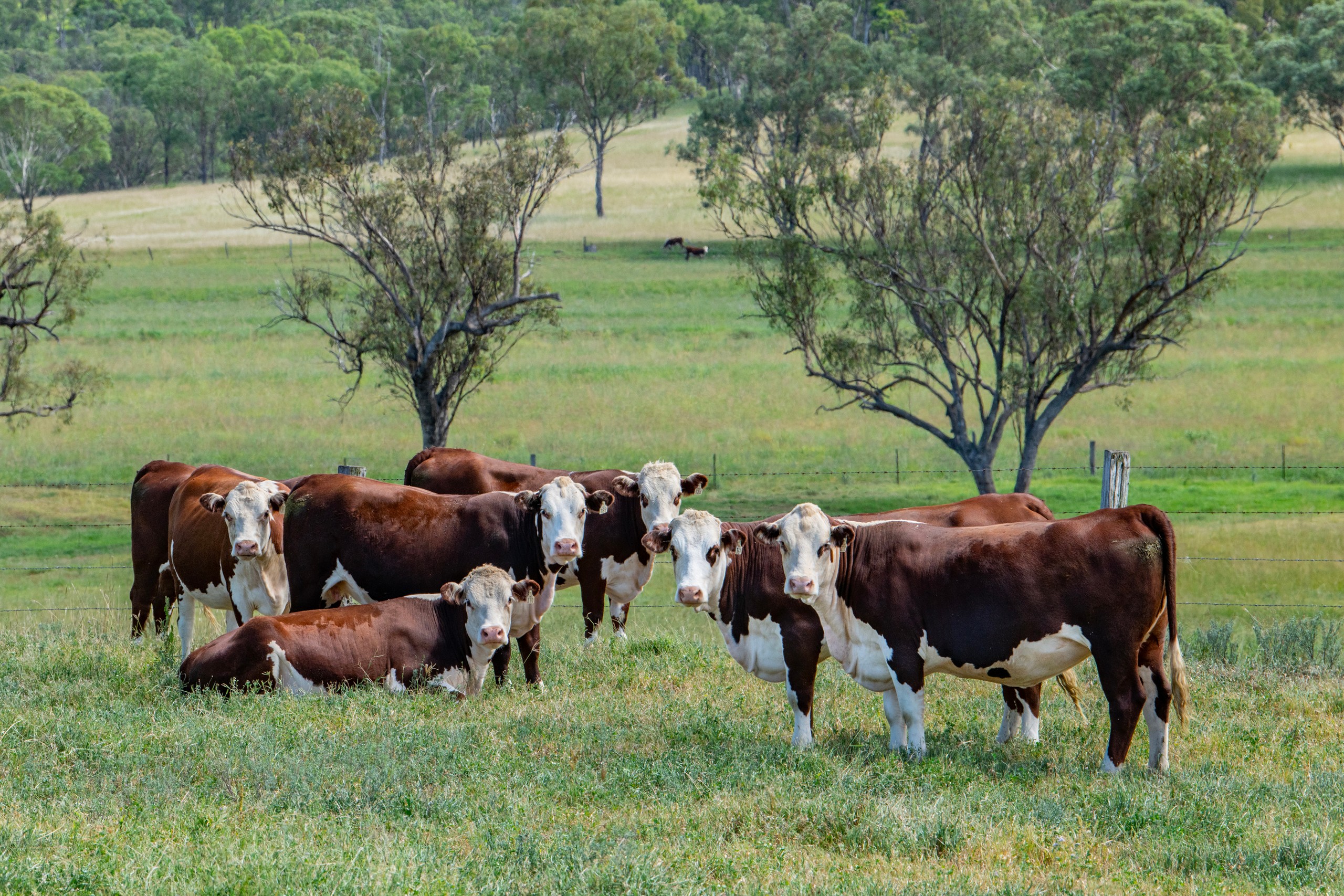 865 Upper Spring Creek Road, Spring Creek, QLD 4361