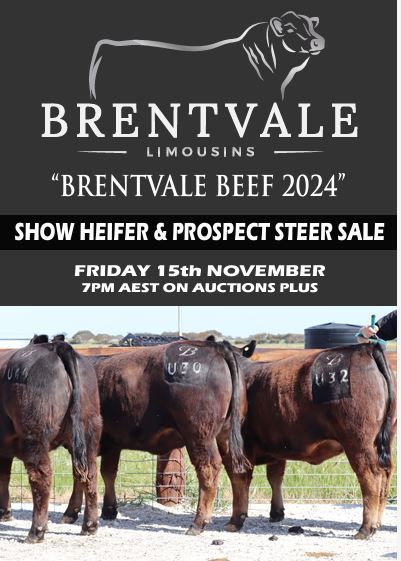 BRENTVALE LIMOUSINS, Senior, SA 5268