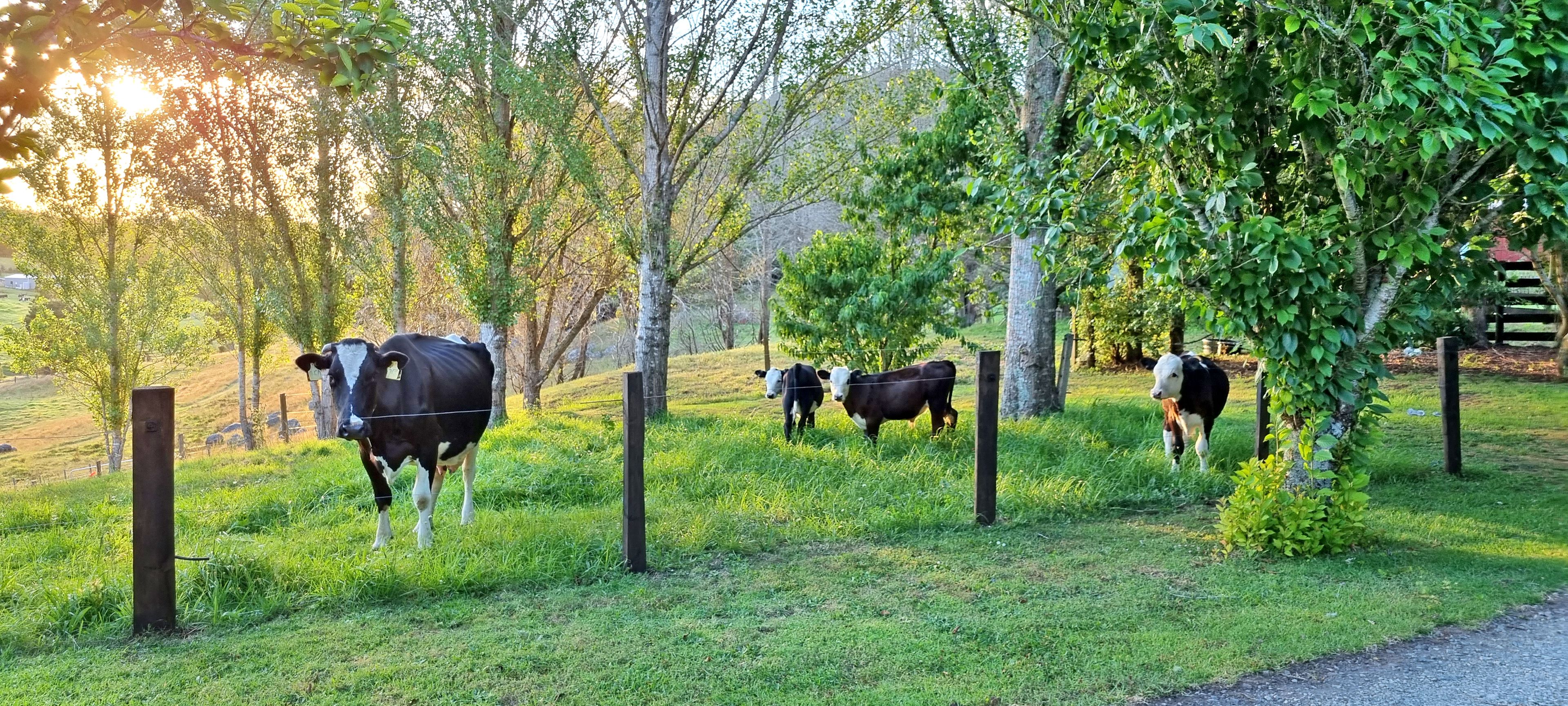 1231 Pipiwai Road, Ruatangata, Whangarei District