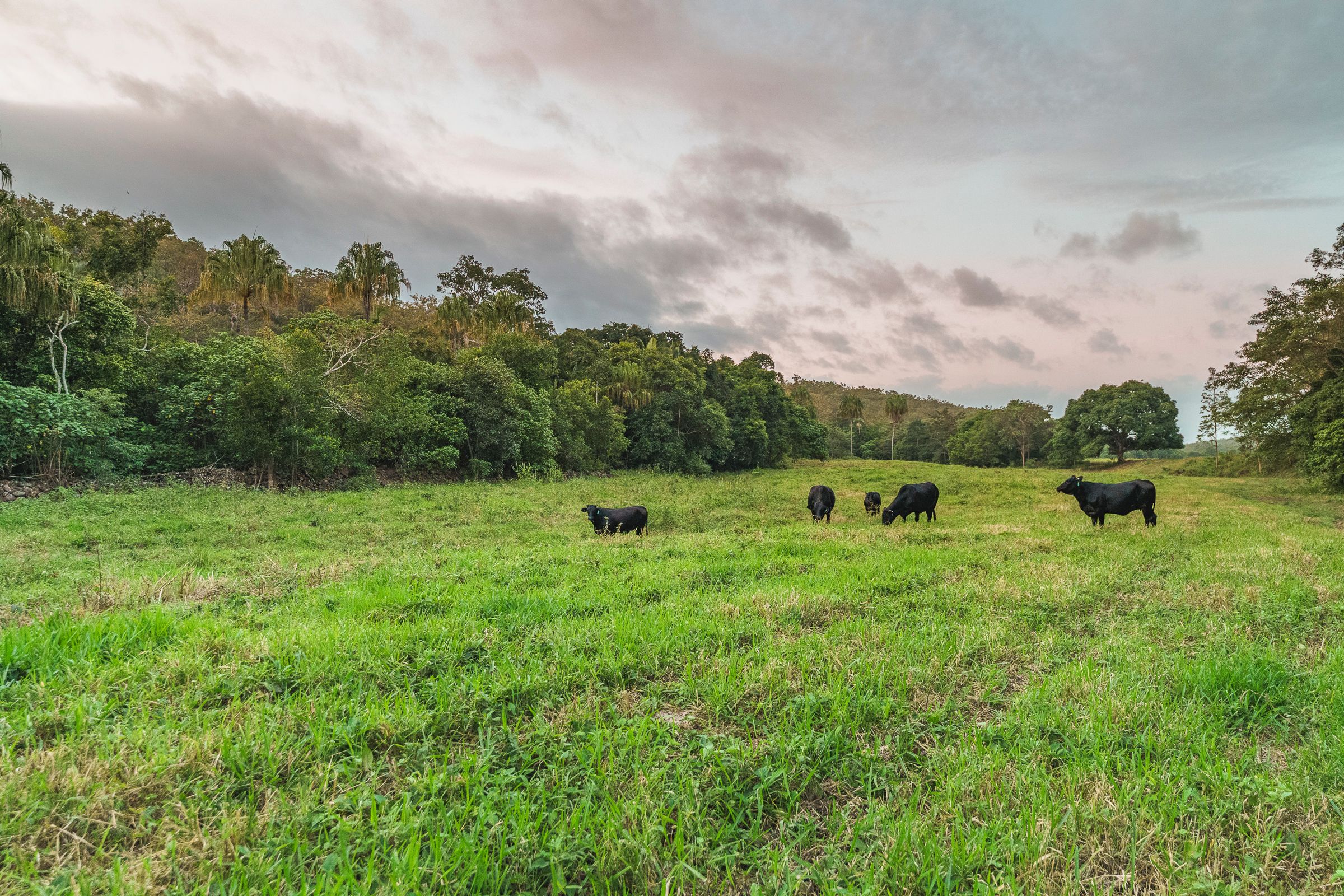 24 Petersen Road, Koumala, QLD 4738