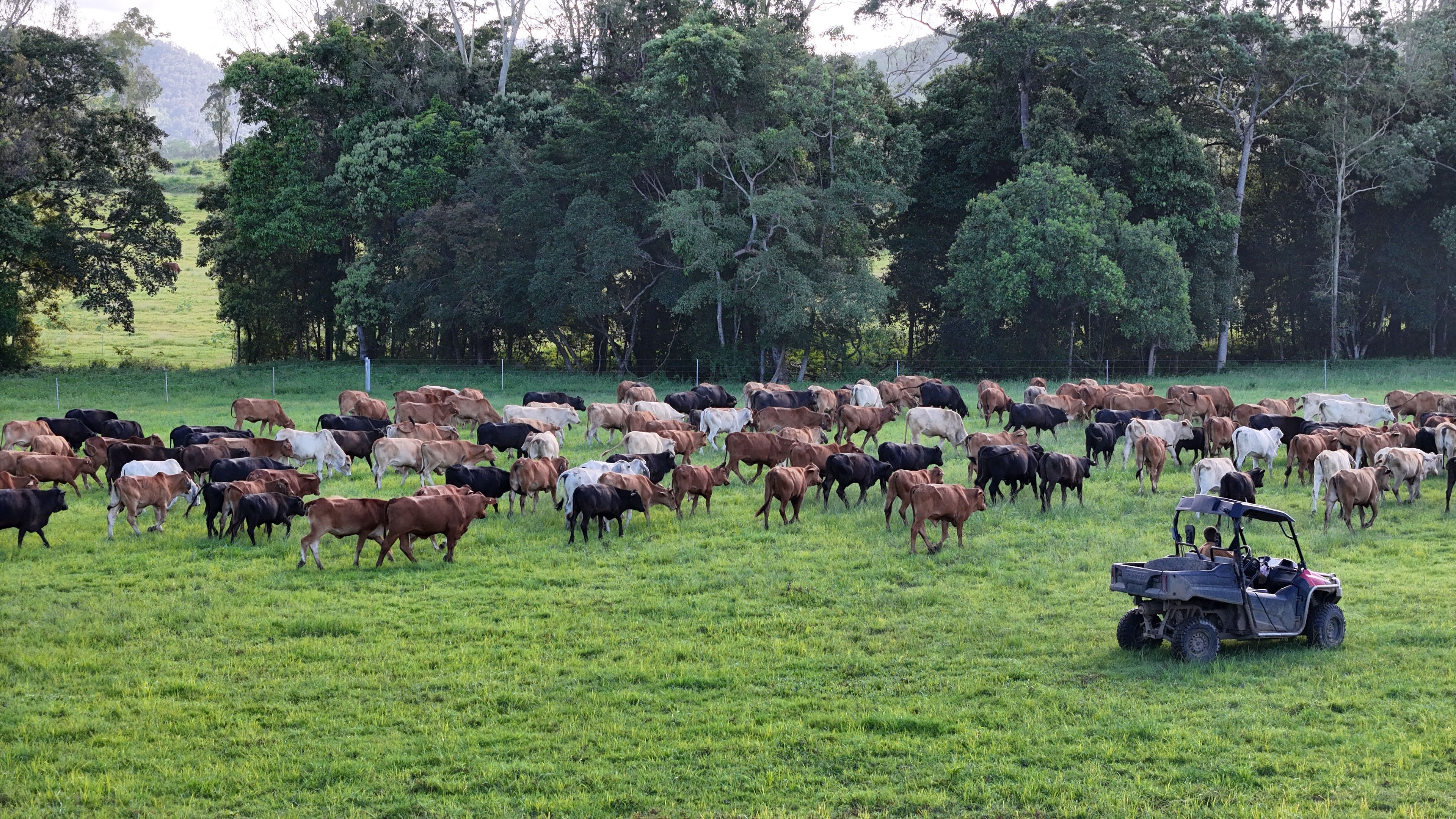 99 Bundesens Road, Yalboroo, QLD 4741