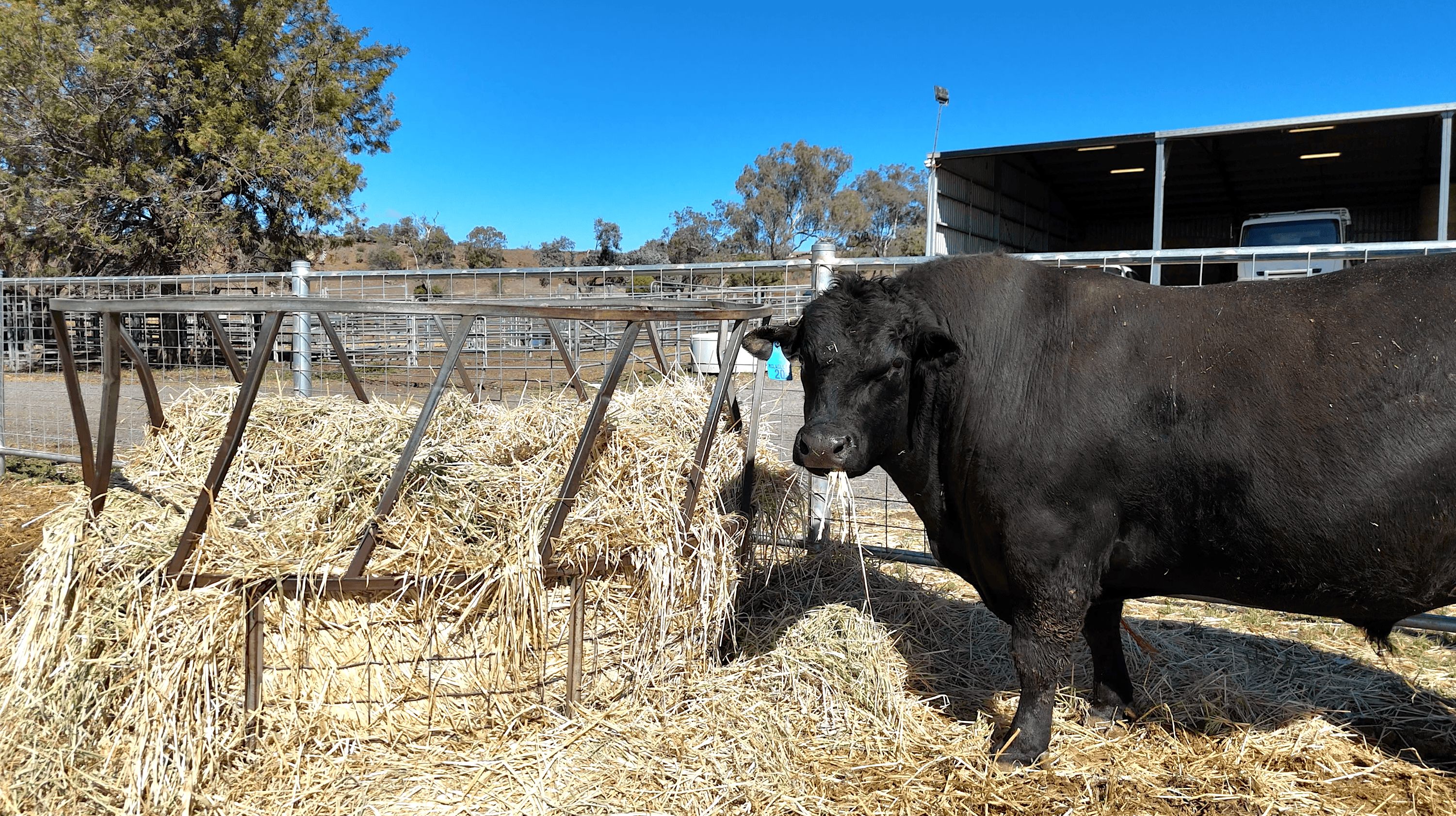 "Mountain Glen" Oakey Pittsworth Road — photo 8 of 30