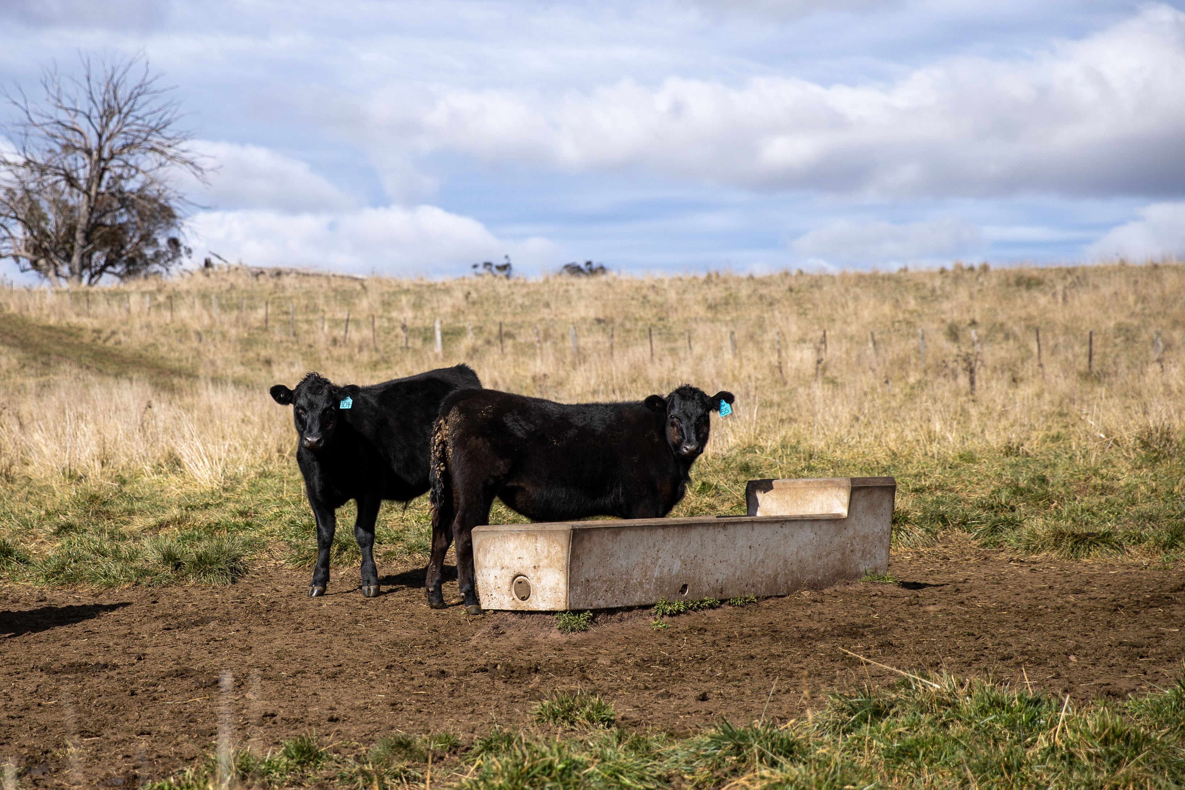 "Koryphe" 217 Summers Road, Maybole, NSW 2365 Sold Rural Mixed