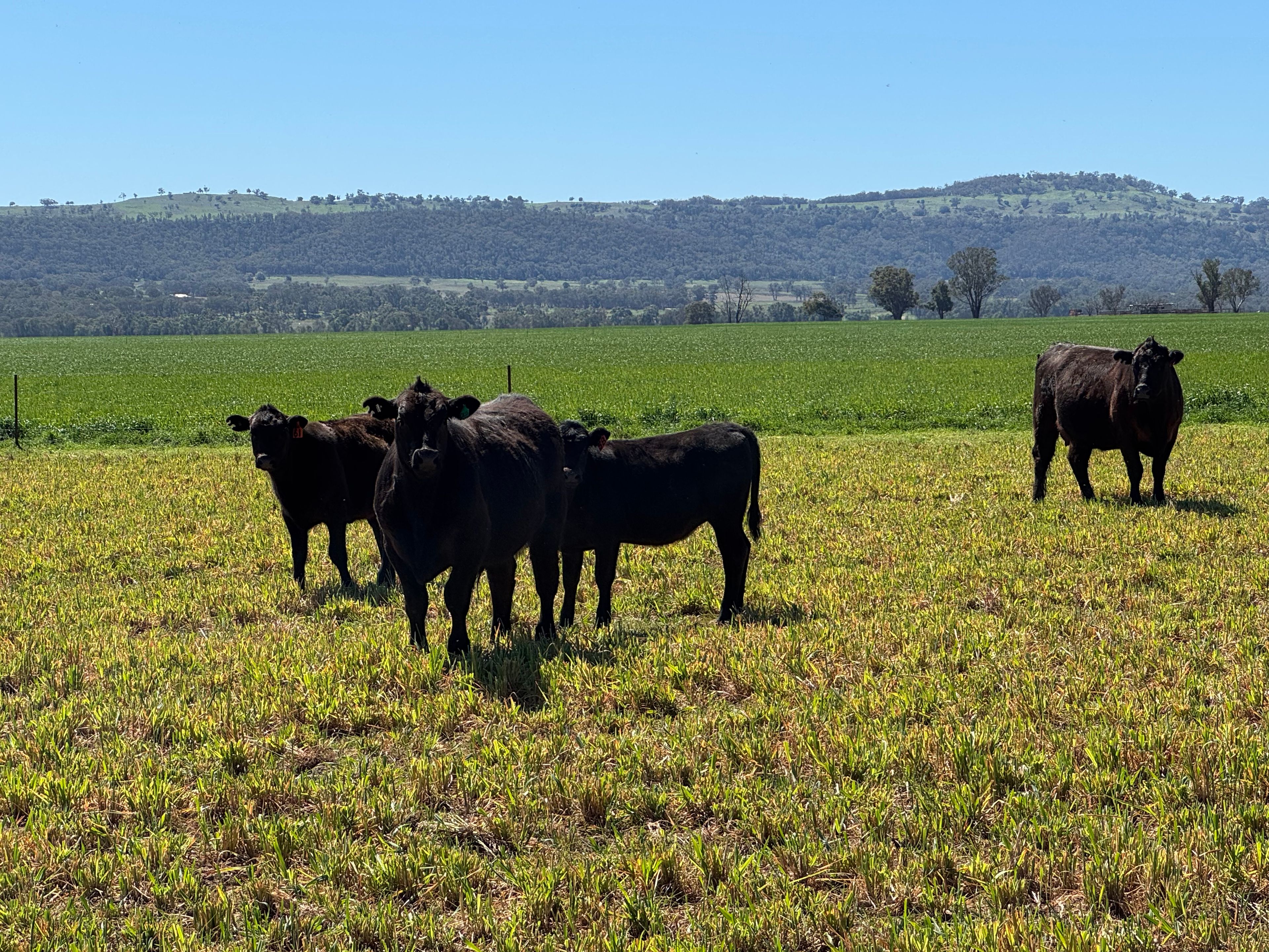 2824 Neilrex Road — photo from Ray White Rural Scone