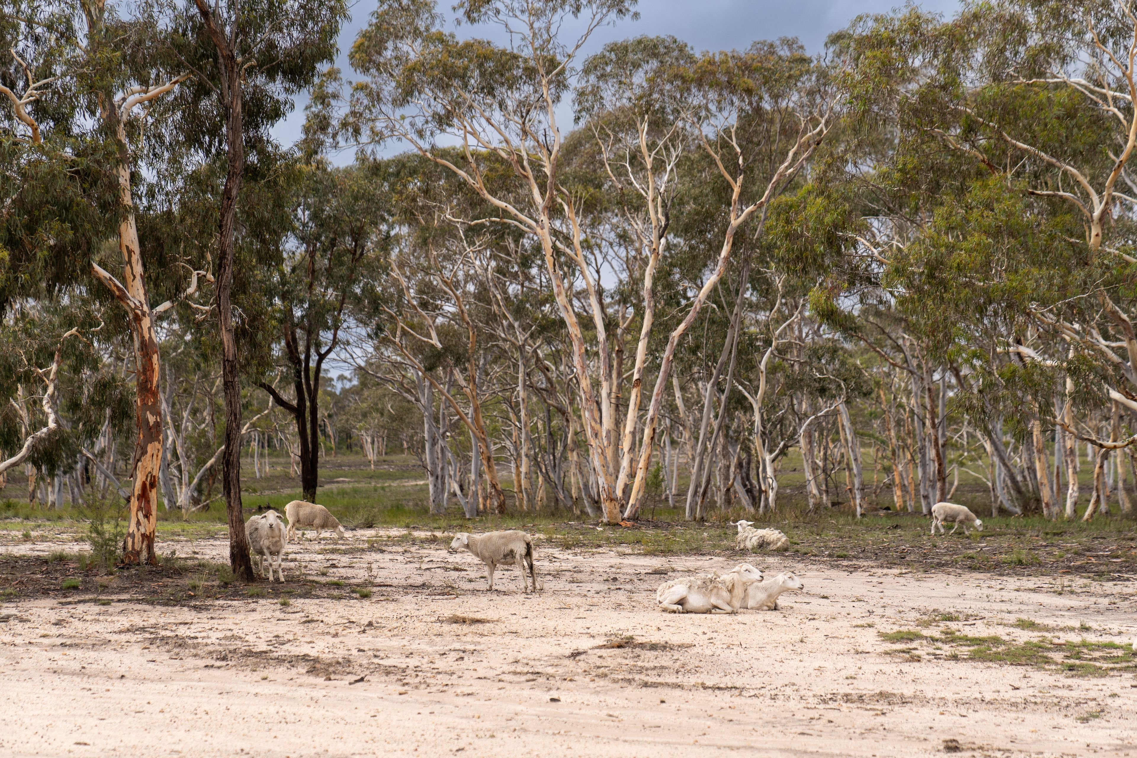 322 Mogo Road, Oallen, NSW 2622 Rural Lifestyle Property for Sale