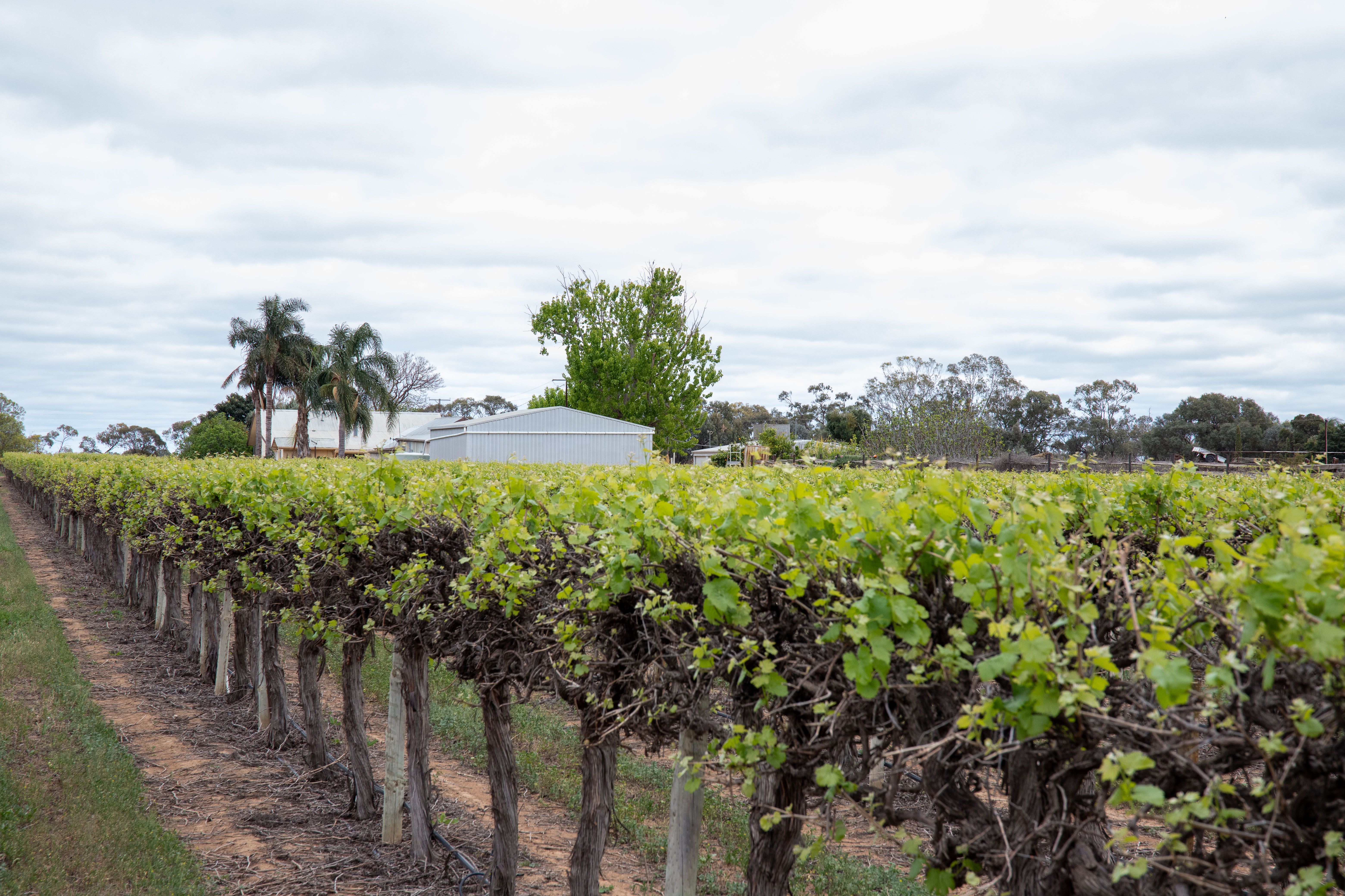 50 Arnold Coats Road, Cobdogla, SA 5346