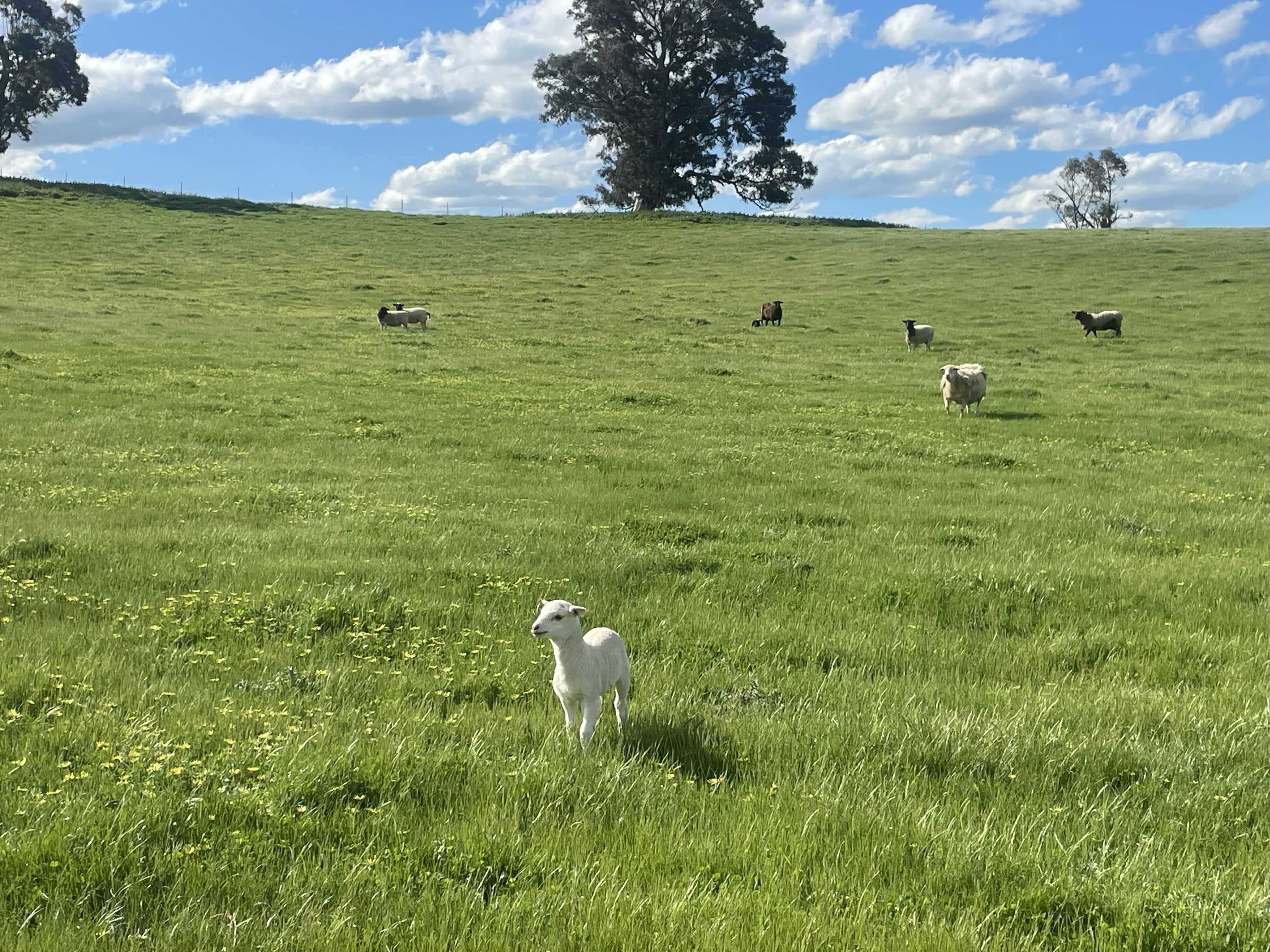 Lot 70 Cooney's Creek Road, Jugiong, NSW 2726