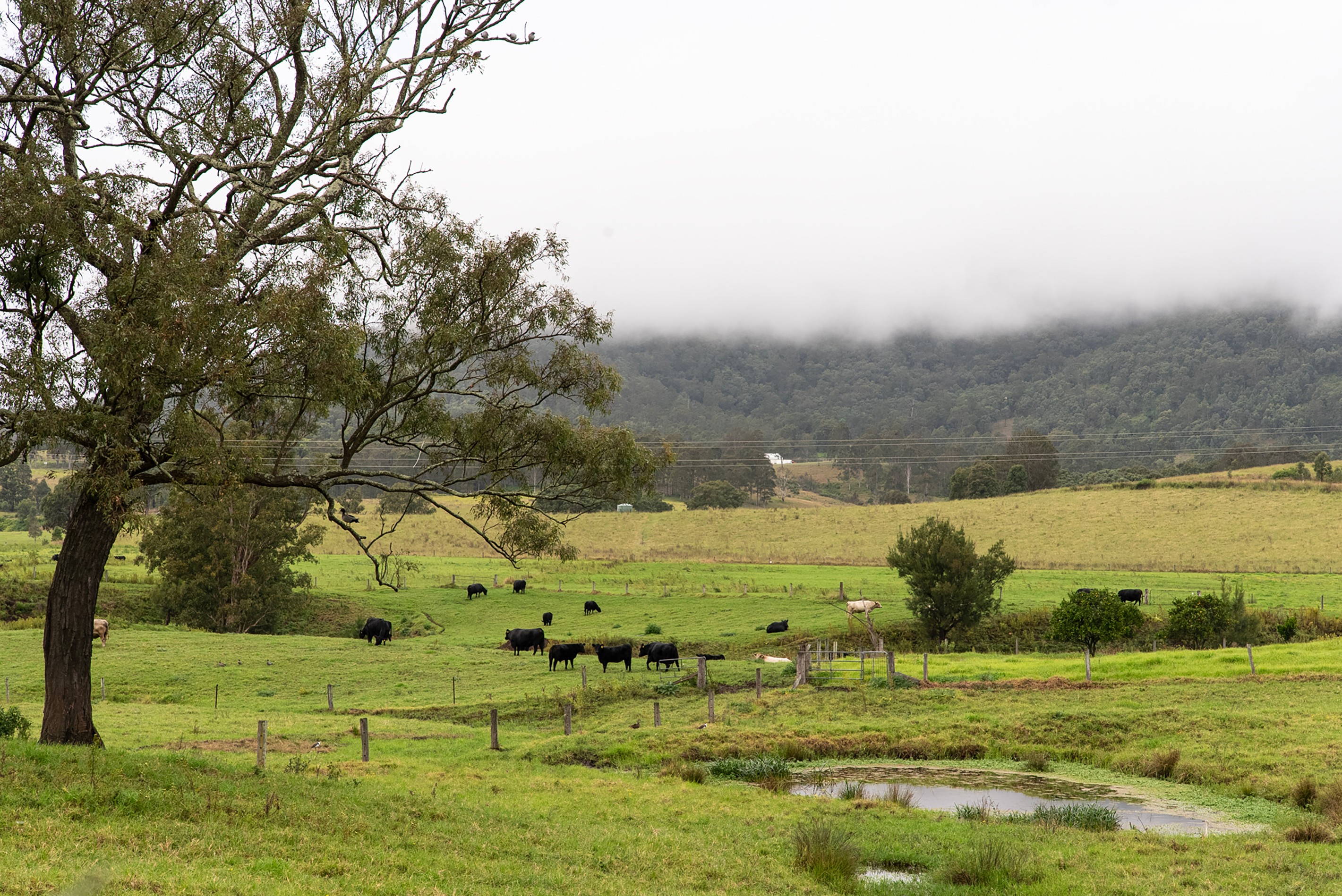 680 Summerhill Road, Vacy, NSW 2421