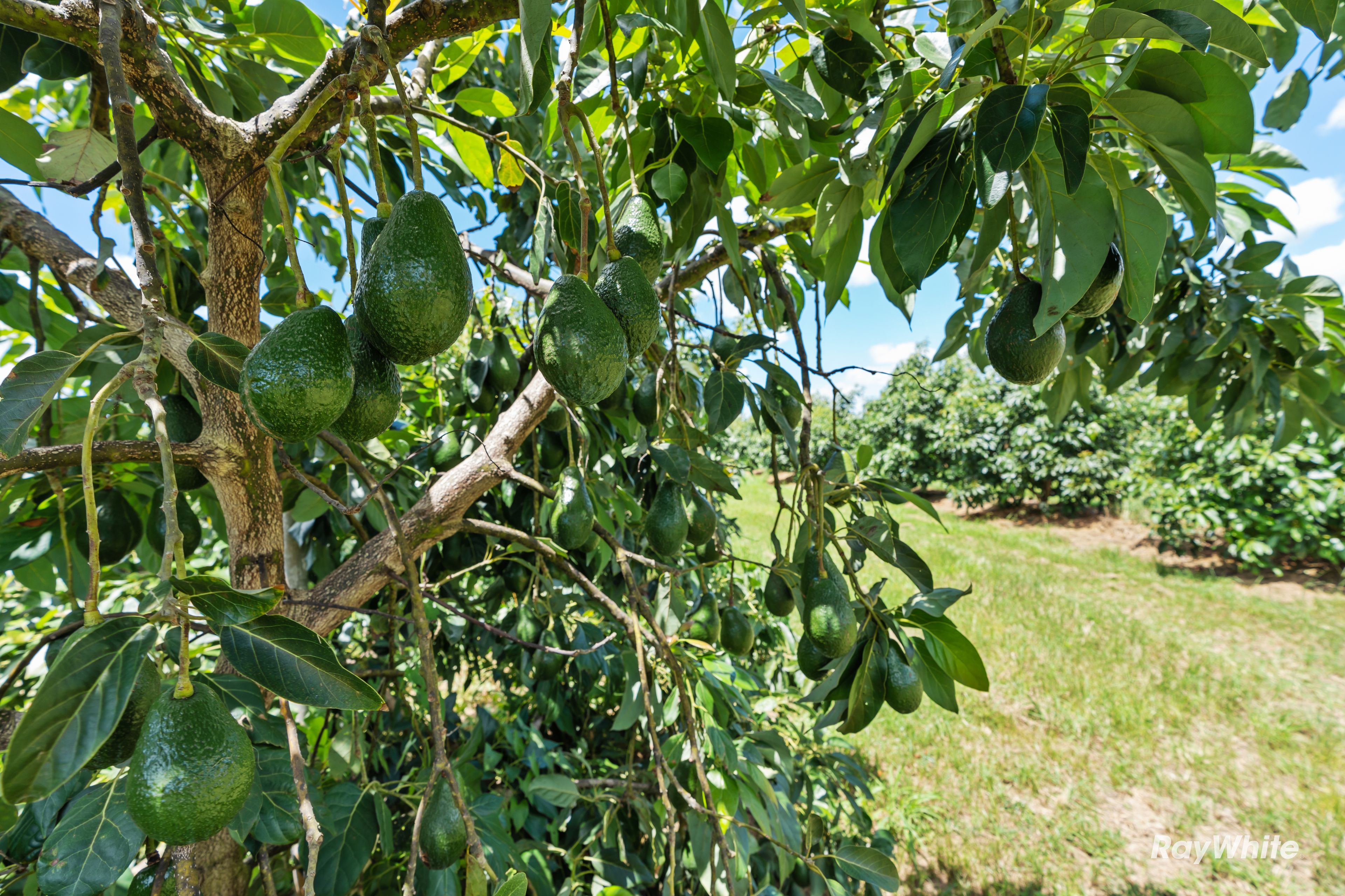 6 Pashleys Road, Creek, QLD 4670 Acreage/SemiRural for Sale Ray White Bargara