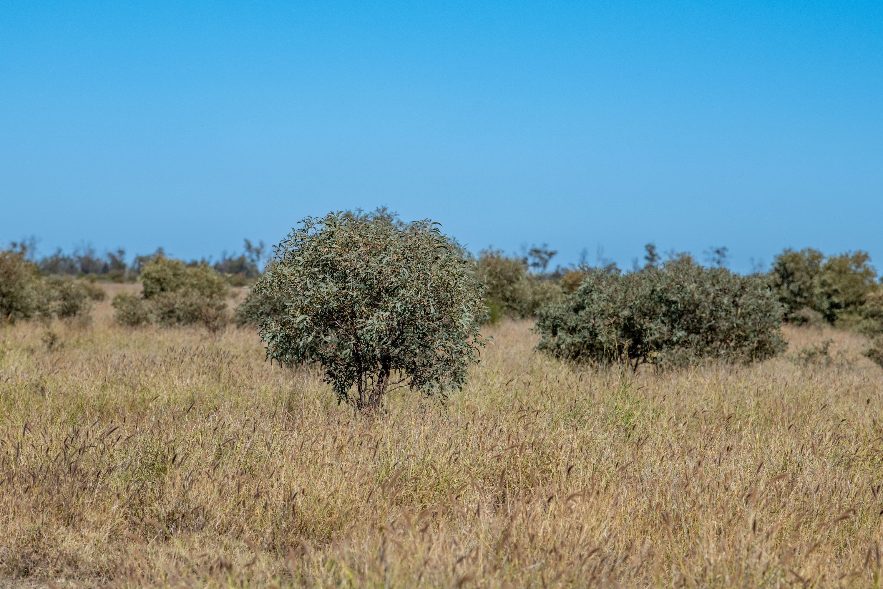 "Hollymount and Mt Driven Aggregation" 25085 Moonie Highway, St