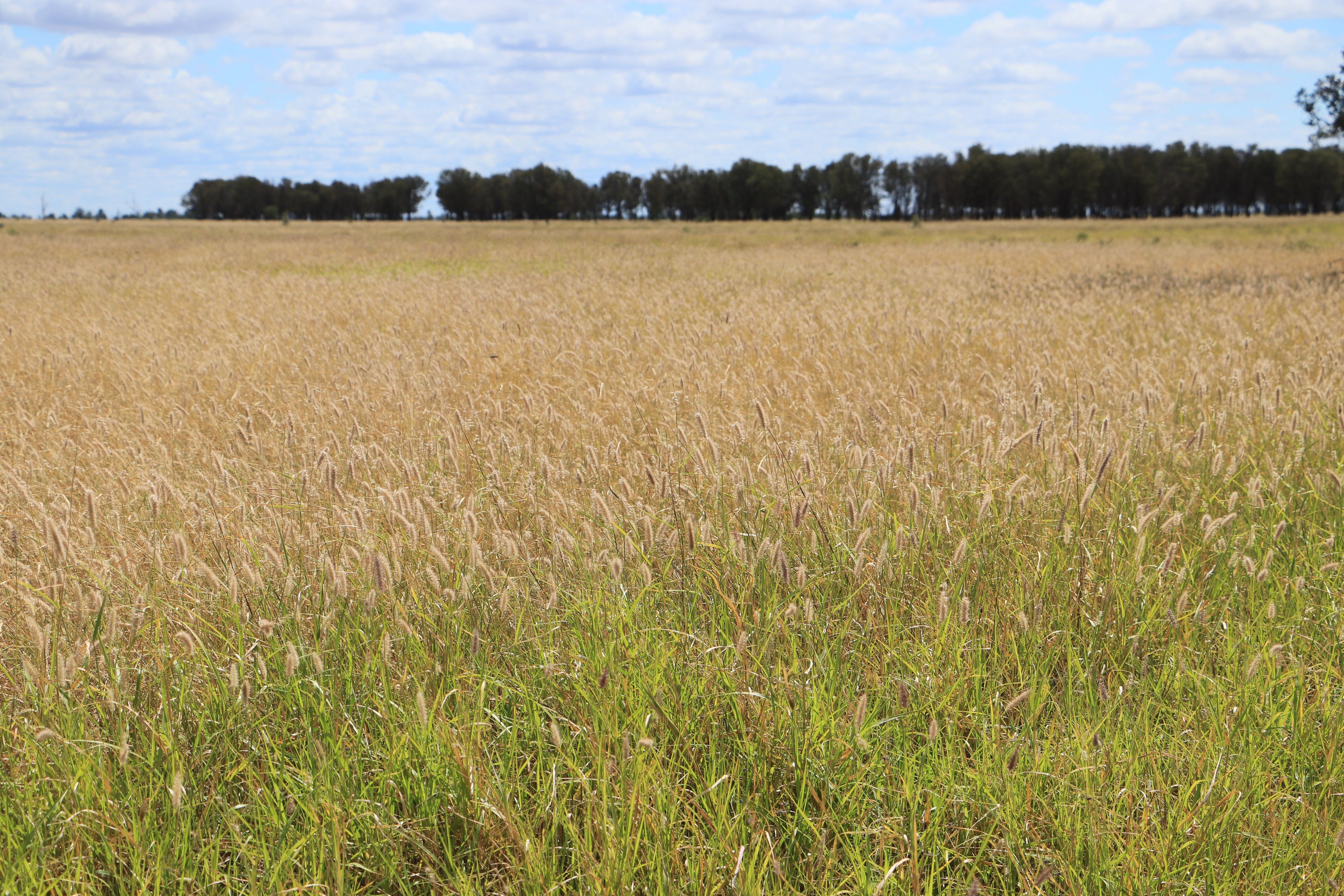 13724 Mitchell - St George Road, St George, QLD 4487