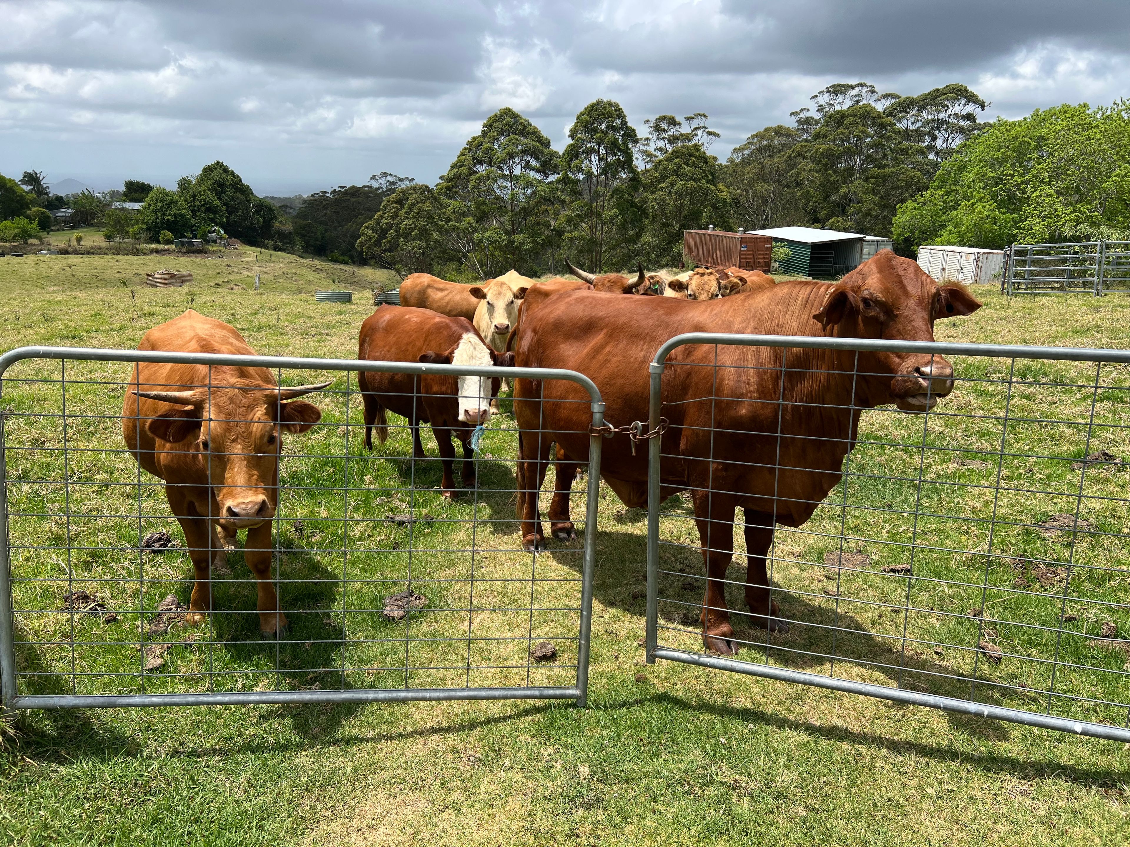 50 Horne Road, Mount Mee, QLD 4521