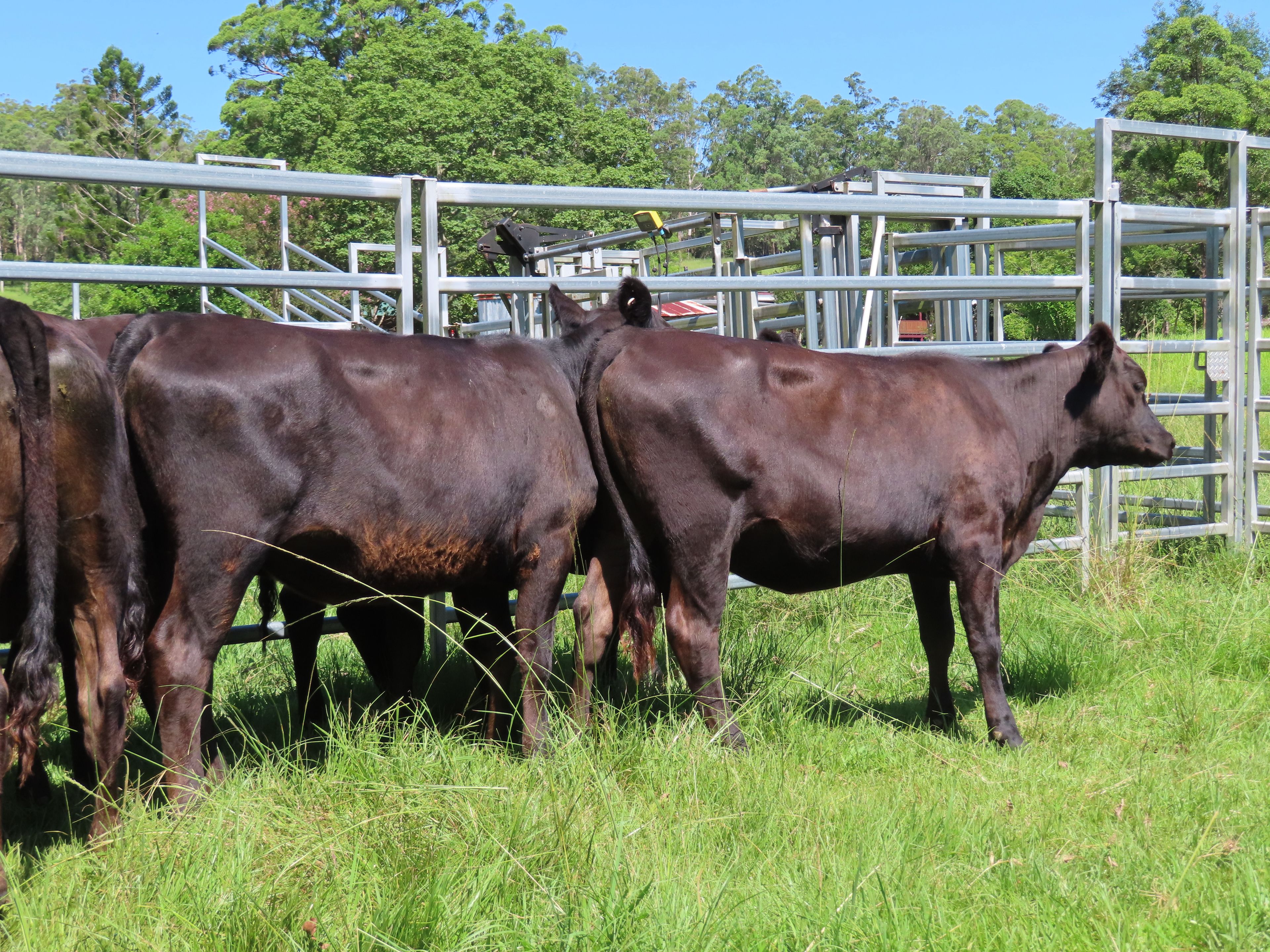 Tallawudjah Creek Farm, Glenreagh, NSW 2450