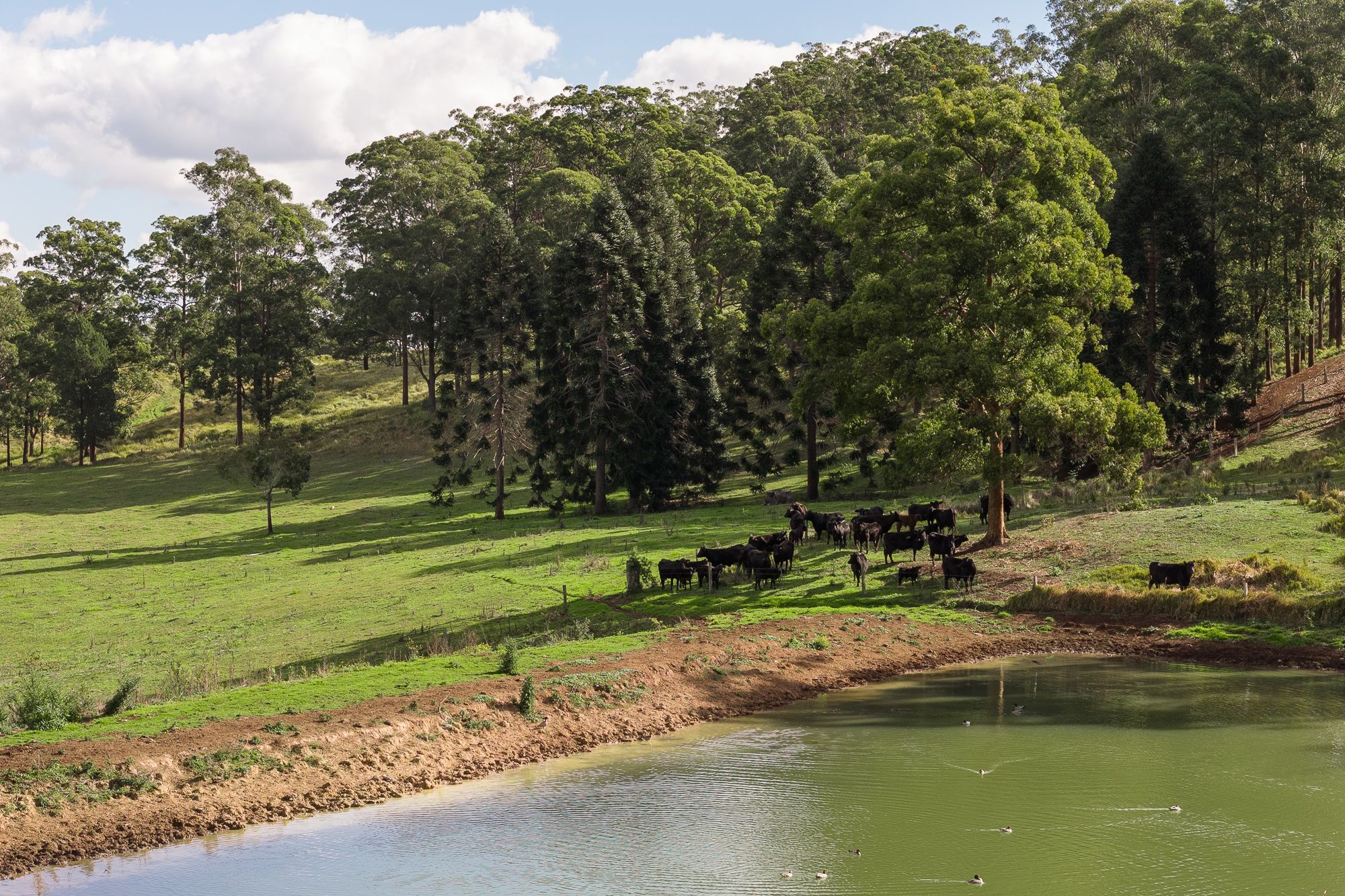 "Mount Albion" 203 Collingwood Road — photo from Ray White Rural Toowoomba