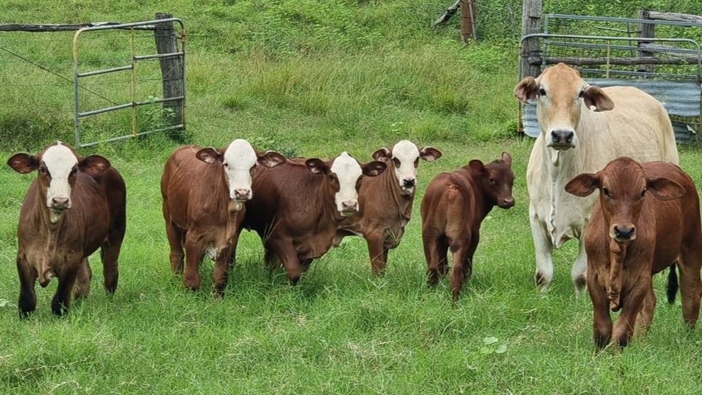 488 Upper Alligator Creek Road, Sarina, QLD 4737 Rural Lifestyle