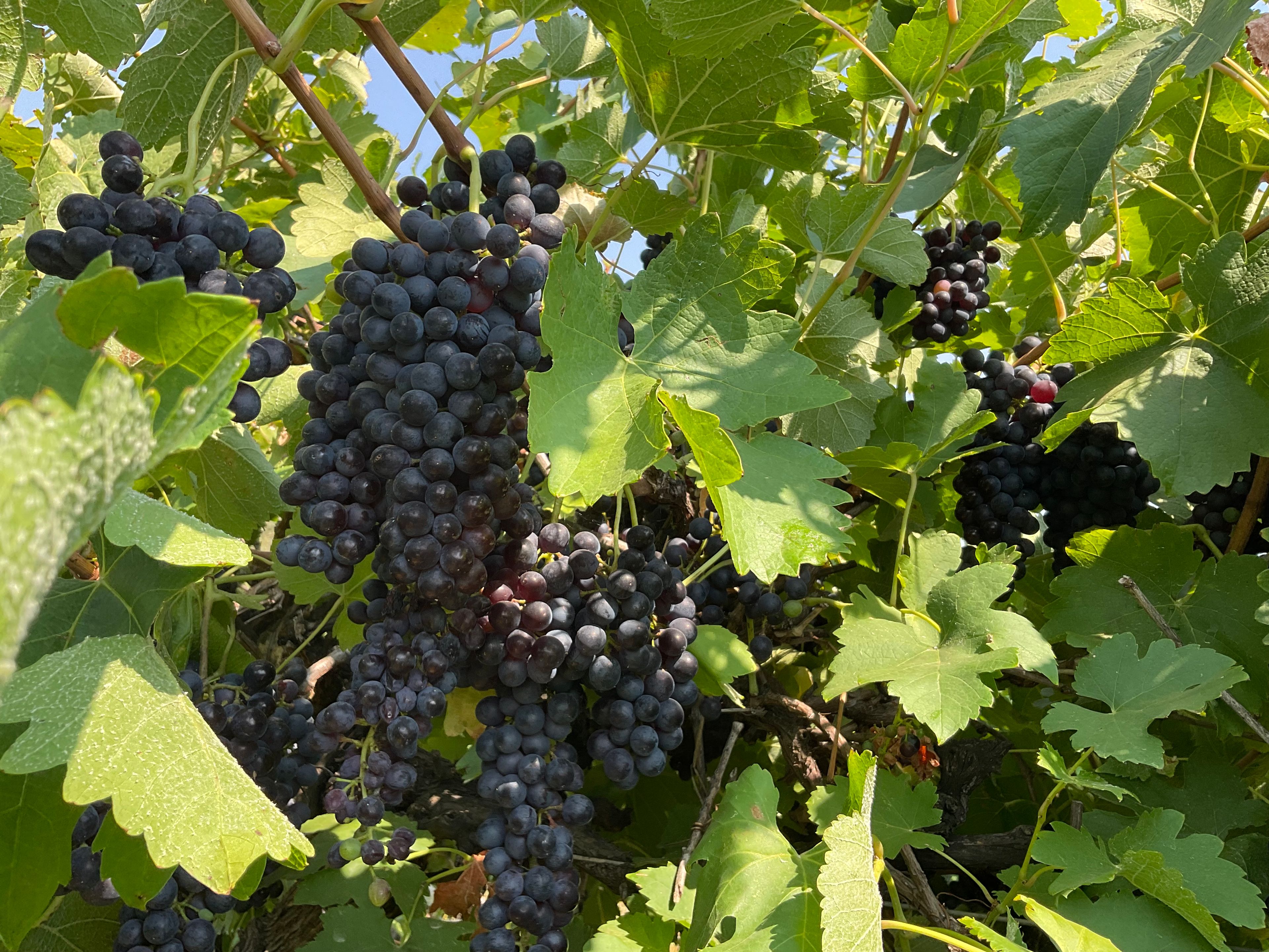 Farm 2588 Frank Stephens Road, Bilbul, NSW 2680