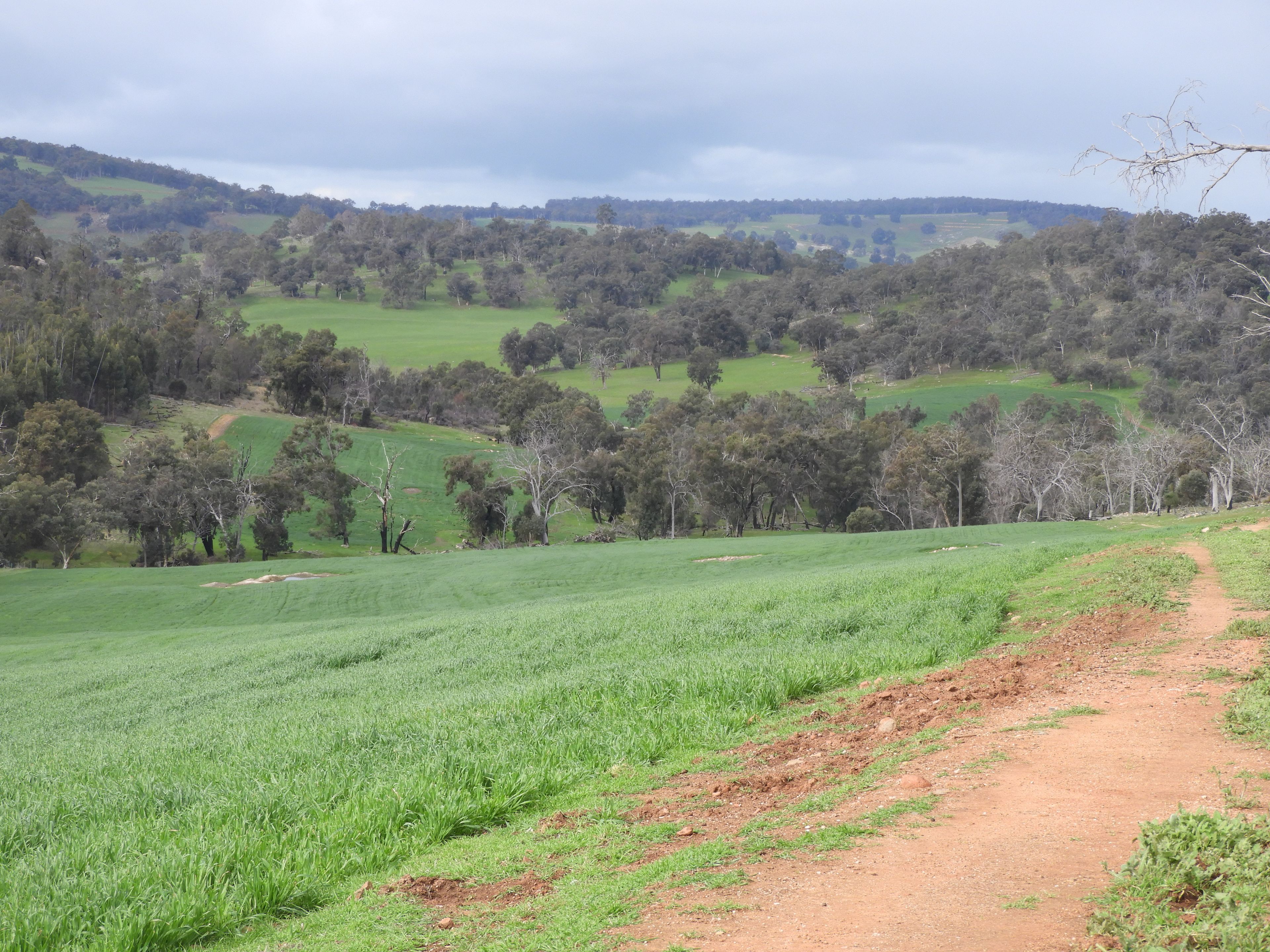 Kyellen Farm, Quindanning-Darkan Road — photo 16 of 30
