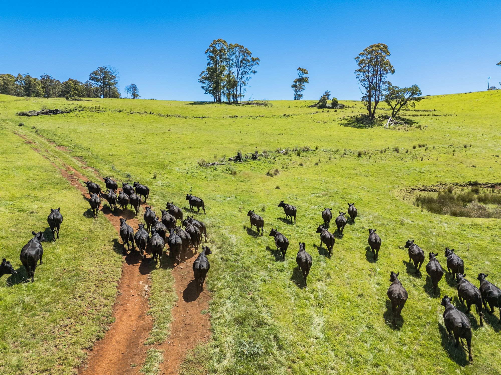 4590 Brackendale Road, Nowendoc, NSW 2354