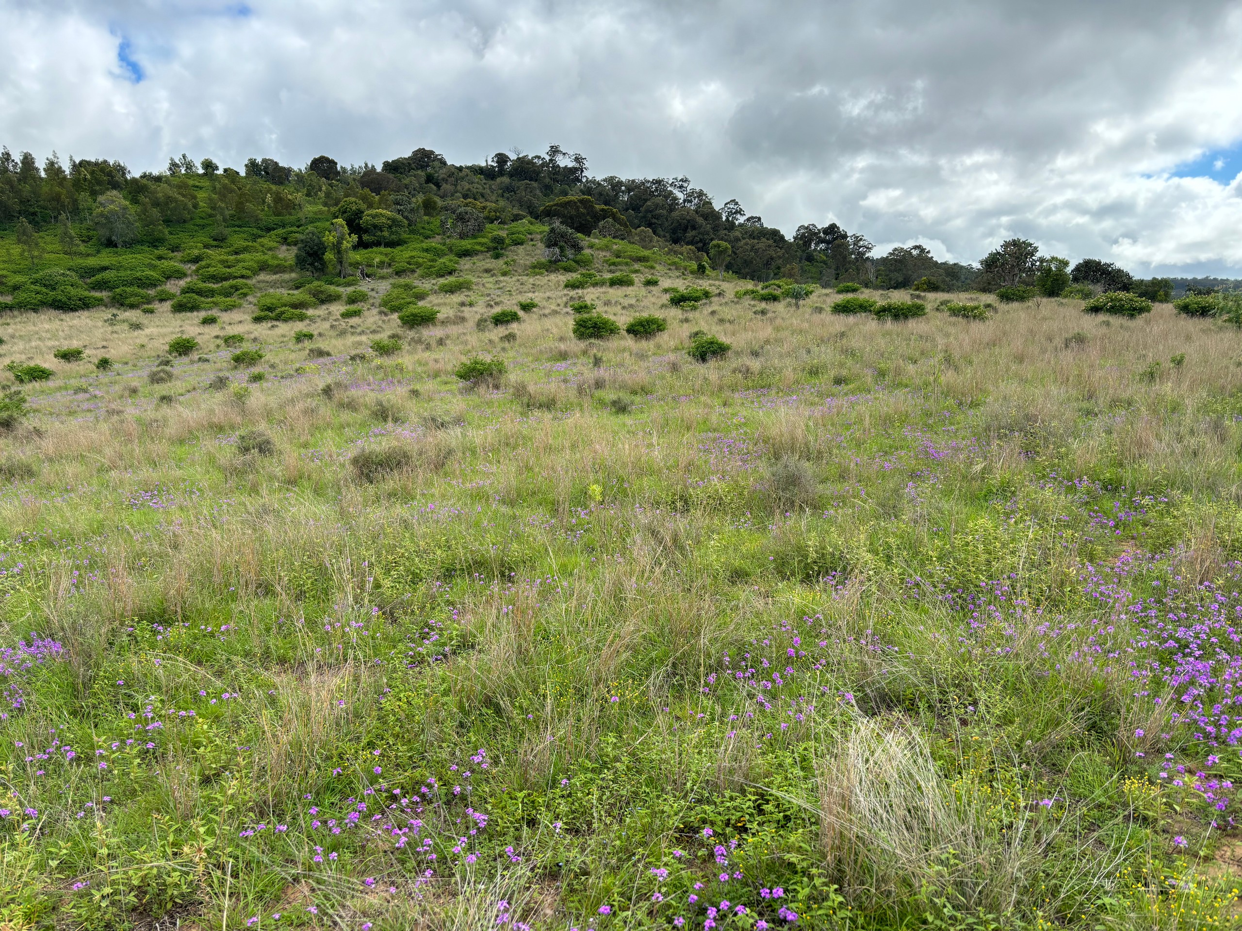 Lot 198 Pechey Maclagan Road, Groomsville, QLD 4352