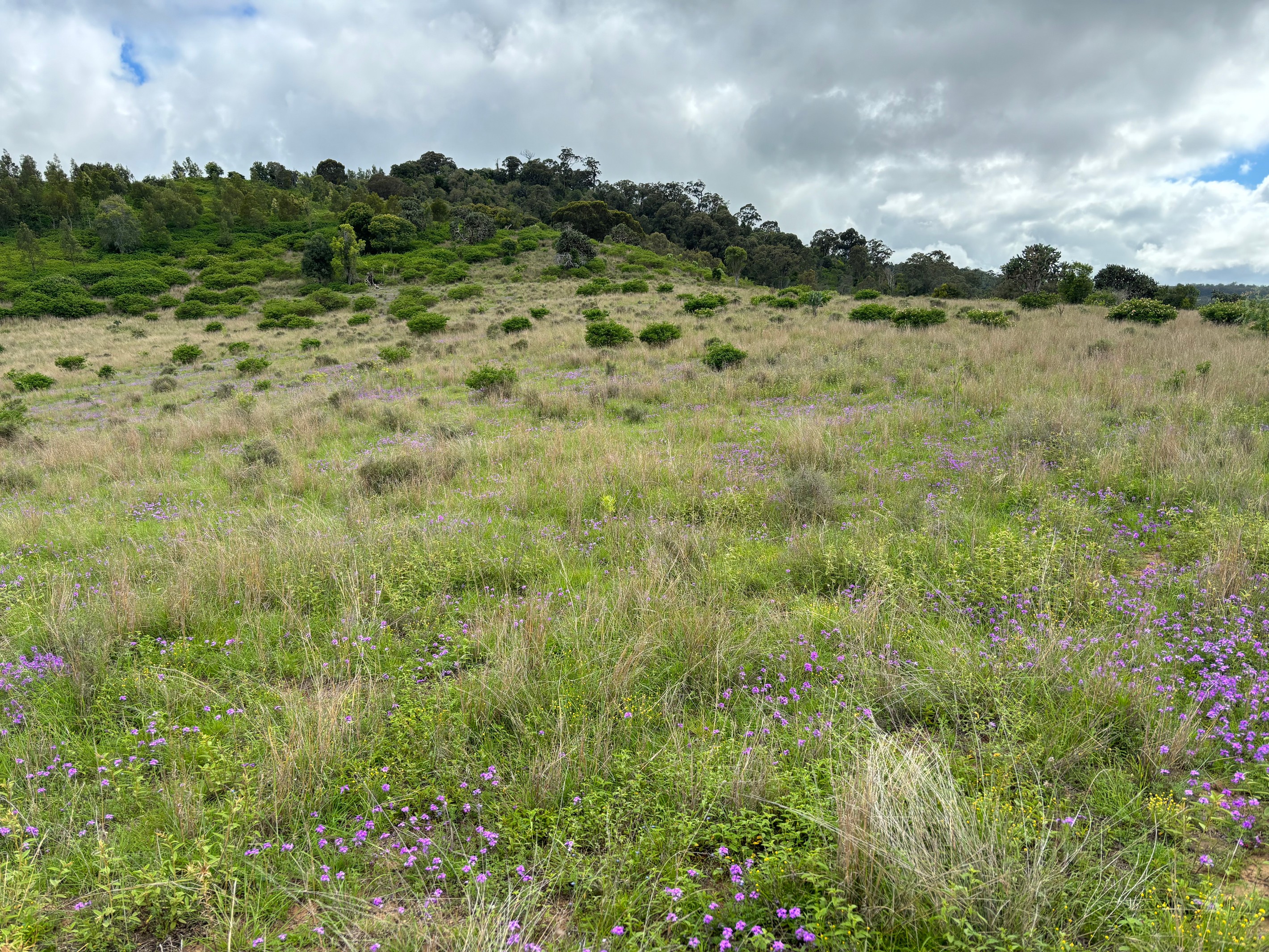 Lot 198 Pechey Maclagan Road, Groomsville, QLD 4352