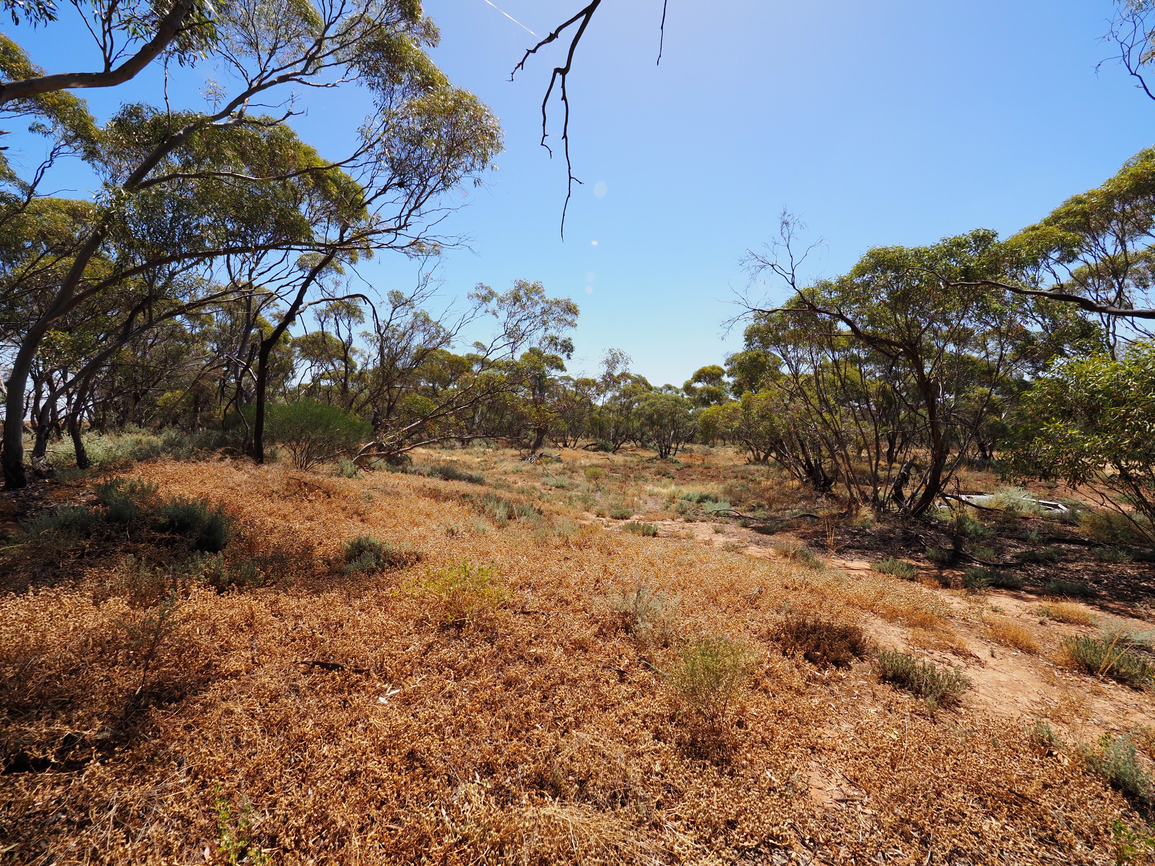 Lot 1 TP219217 Smyth Street, Chillingollah, VIC 3585