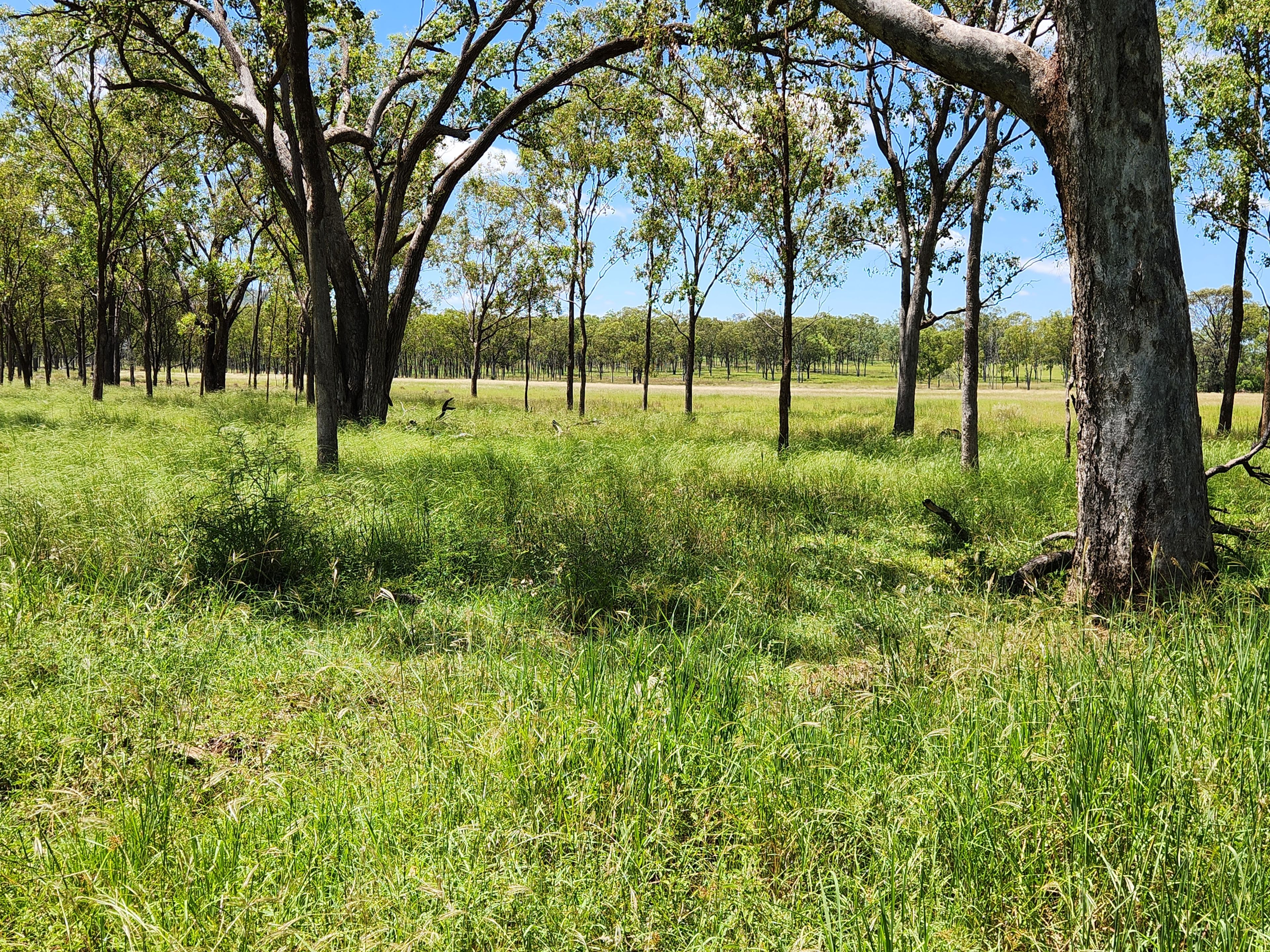 23 Hardings Lane, Glenrae, Mundubbera, QLD 4626 Rural Property for