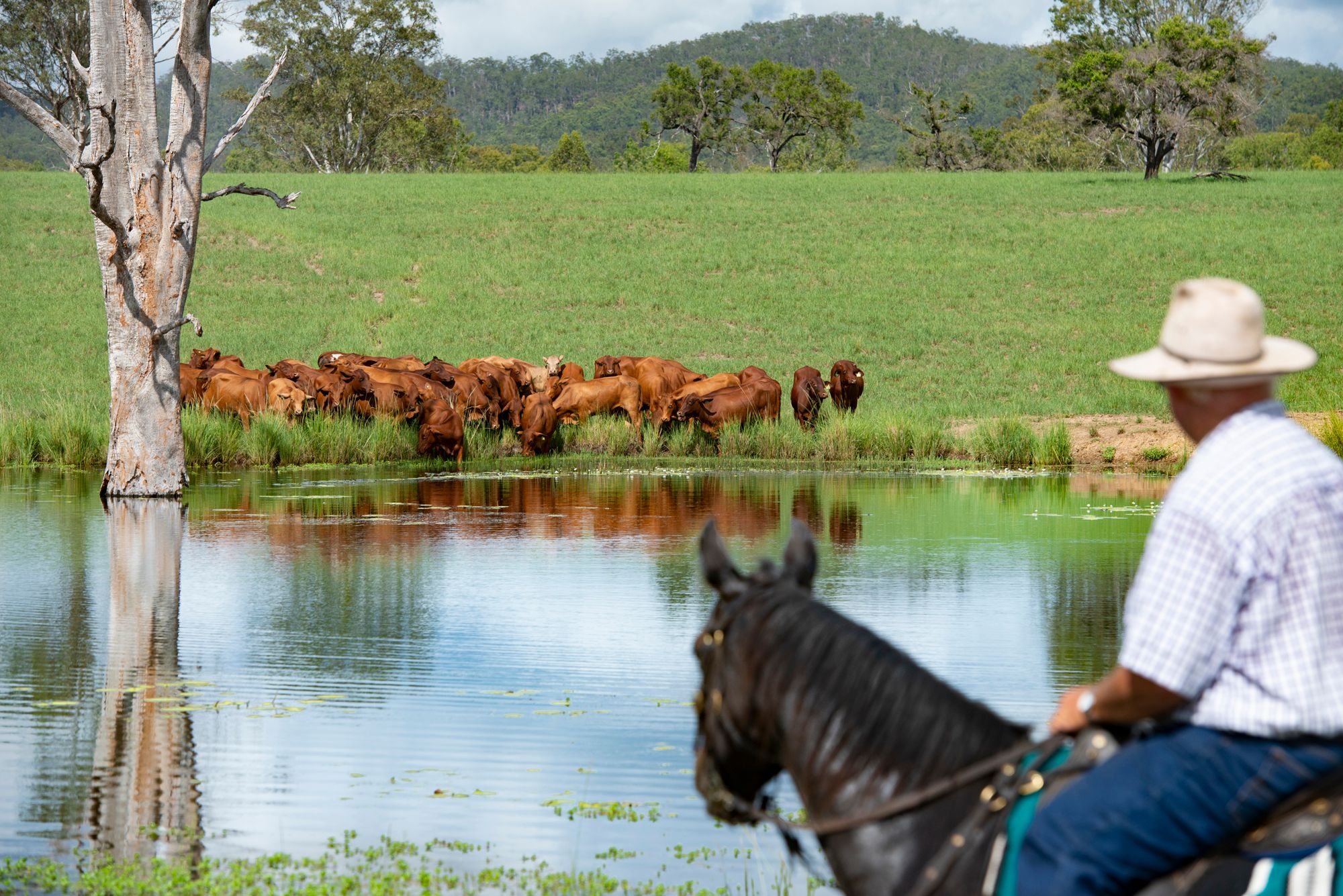 Ray White Rural & Livestock • 'Agnesvale' Agnesvale Road, Childers, QLD ...