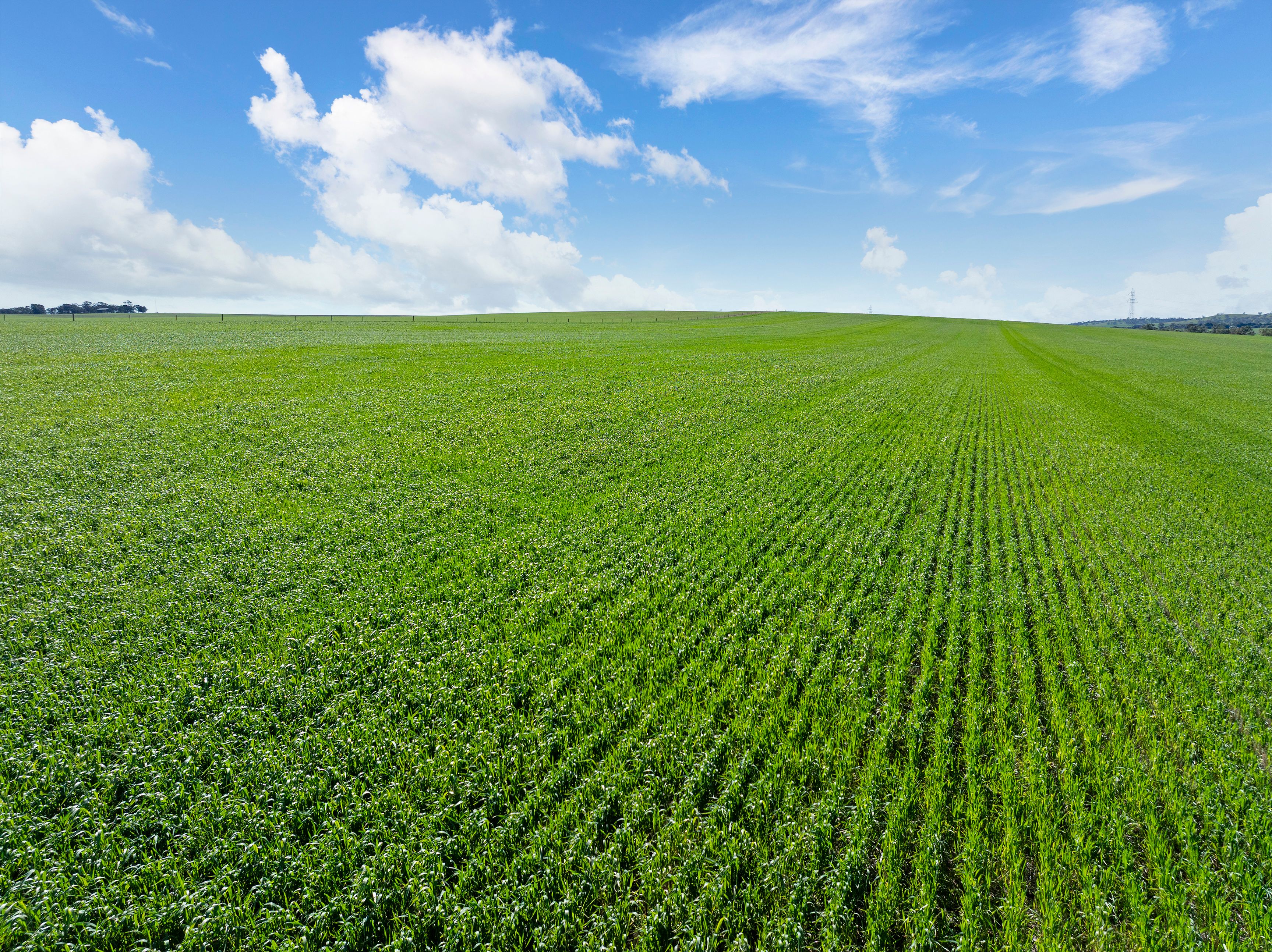 'Argyle Farm' Freebairn Road, Alma, SA 5401